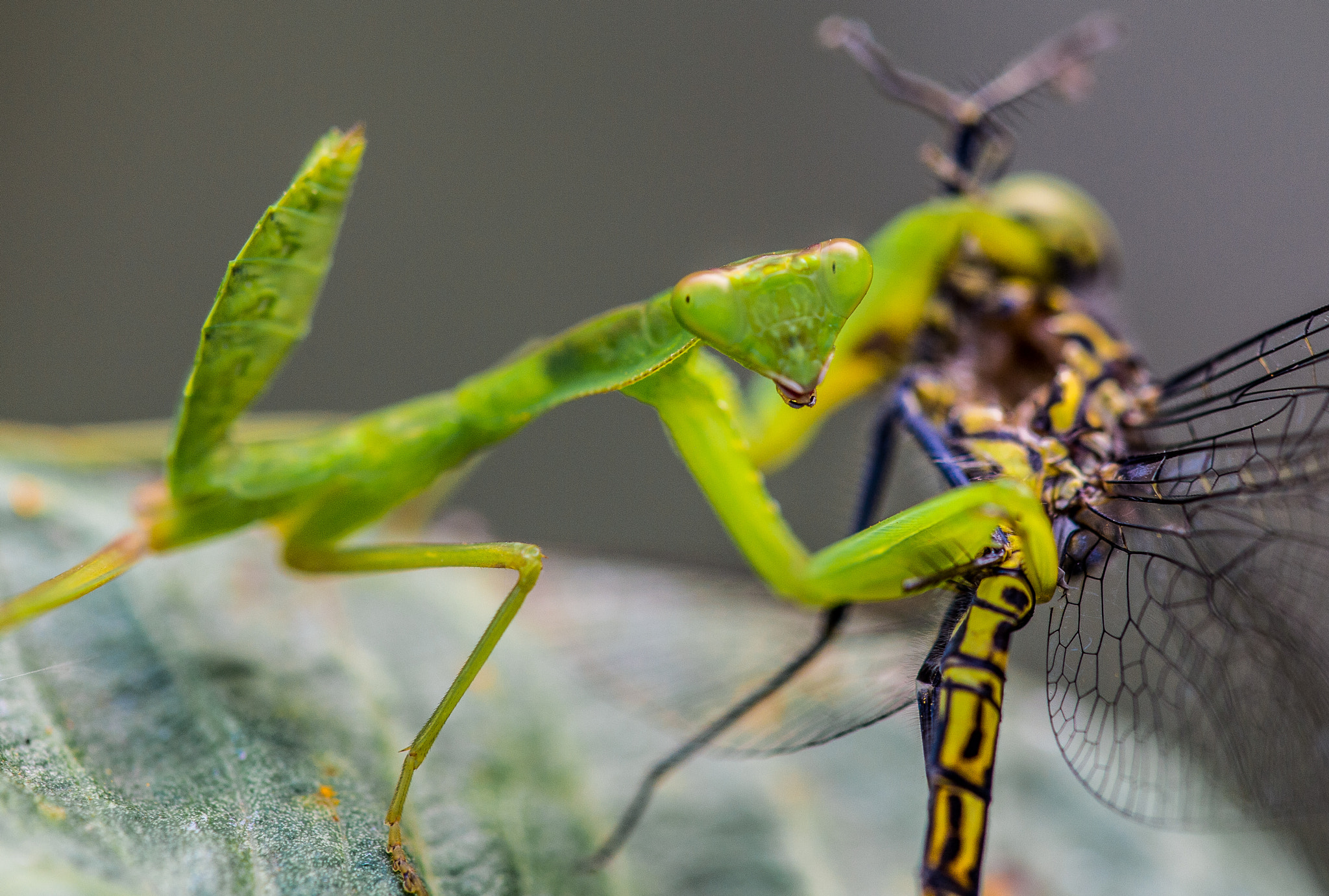 Nikon Df + Nikon AF Micro-Nikkor 200mm F4D ED-IF sample photo. Praying mantis "lunchtime" photography