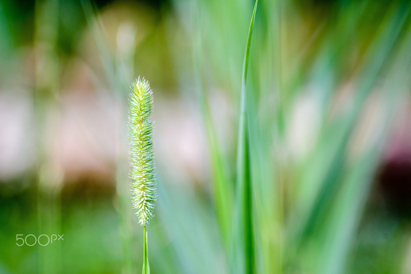 Nikon Df sample photo. Seeds photography