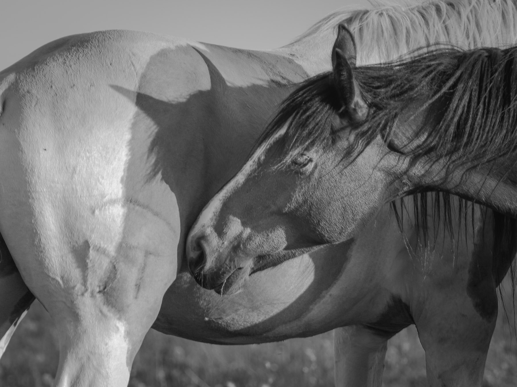 smc PENTAX-FA 645 400mm F5.6 ED [IF] sample photo. Horses photography