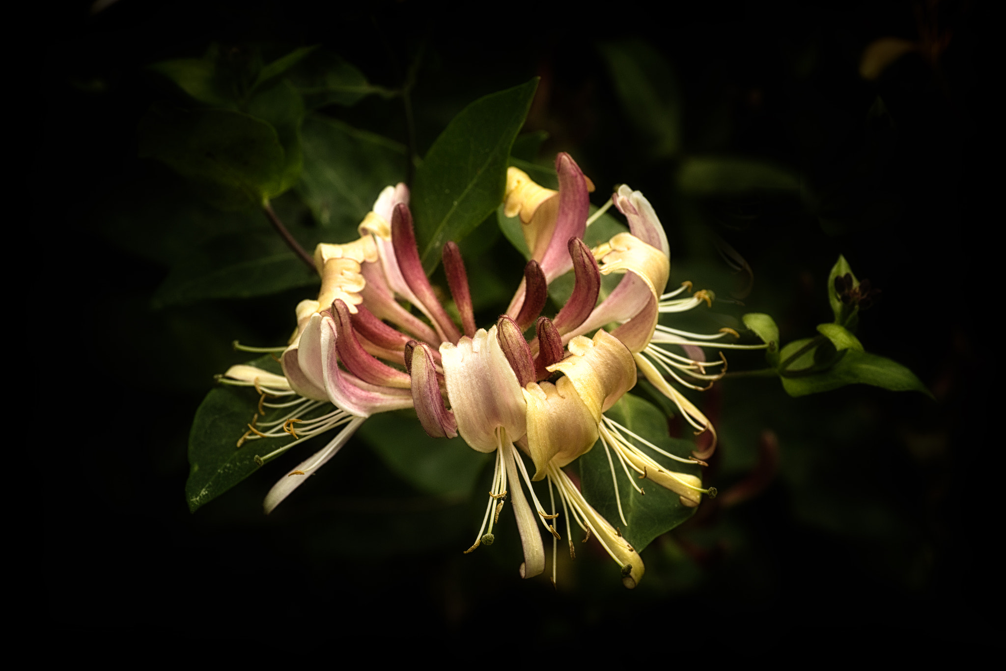 Tamron SP AF 90mm F2.8 Di Macro sample photo. Honeysuckle corona photography