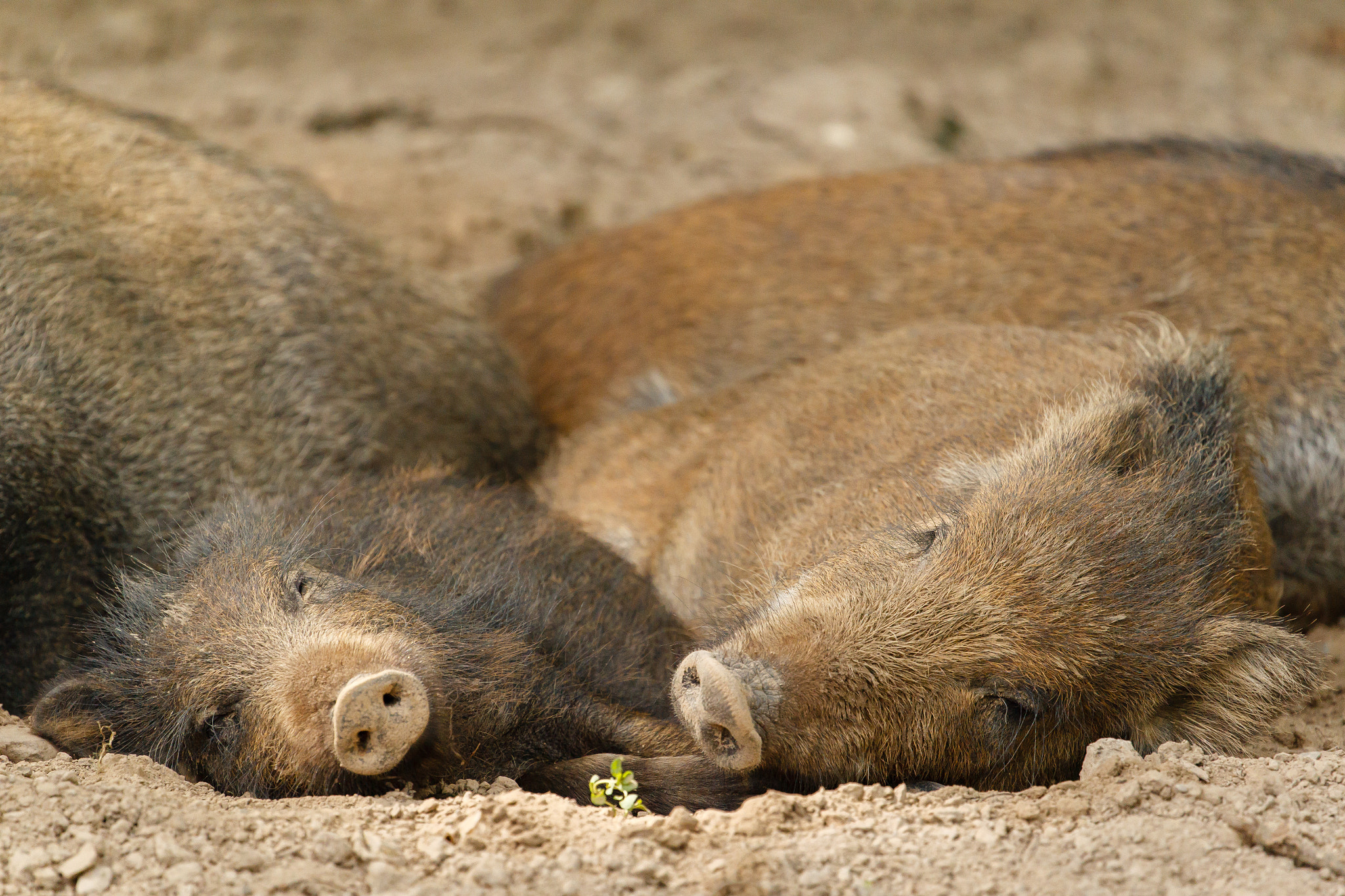 Canon EOS-1D Mark IV sample photo. Lazy pigs photography