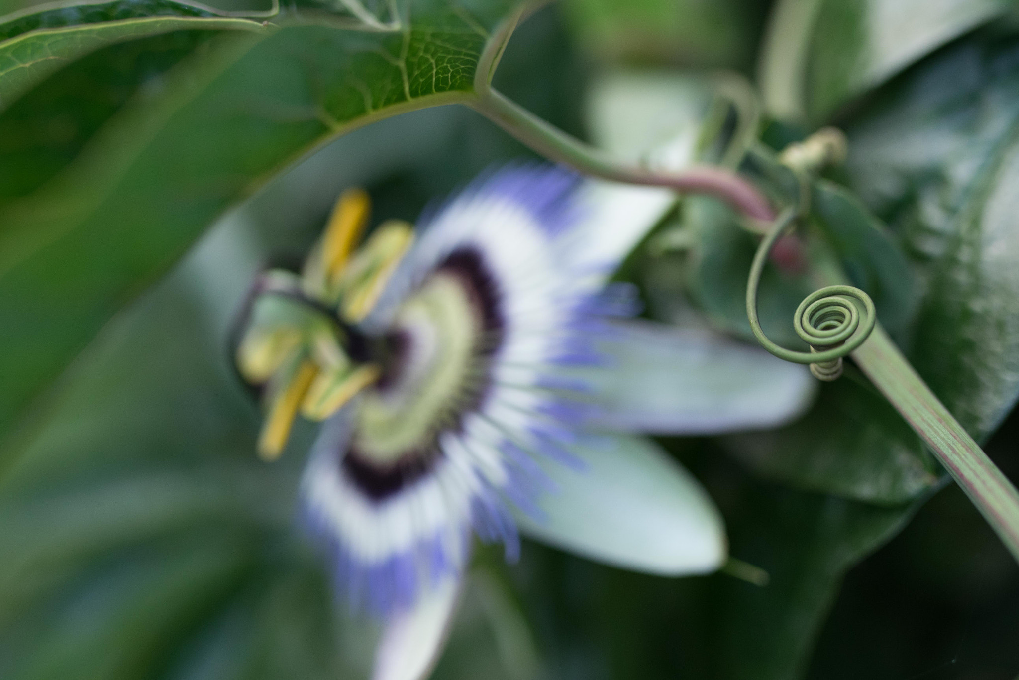 Nikon D5300 + Sigma 35mm F1.4 DG HSM Art sample photo. Passiflore photography