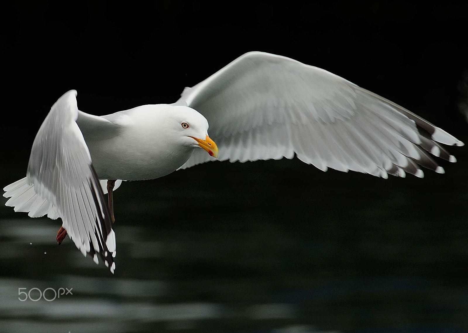 Nikon AF-S Nikkor 400mm F2.8G ED VR II sample photo. Herring gull photography