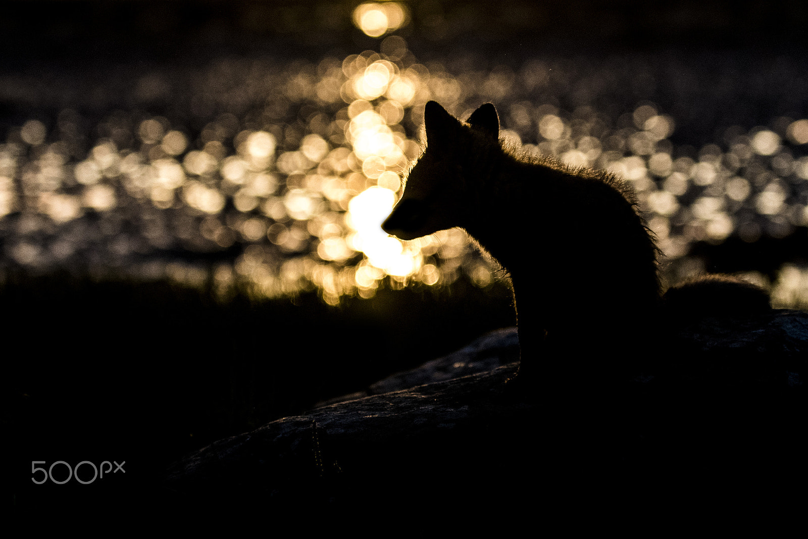 Nikon D500 sample photo. Redfox in midnightsun photography
