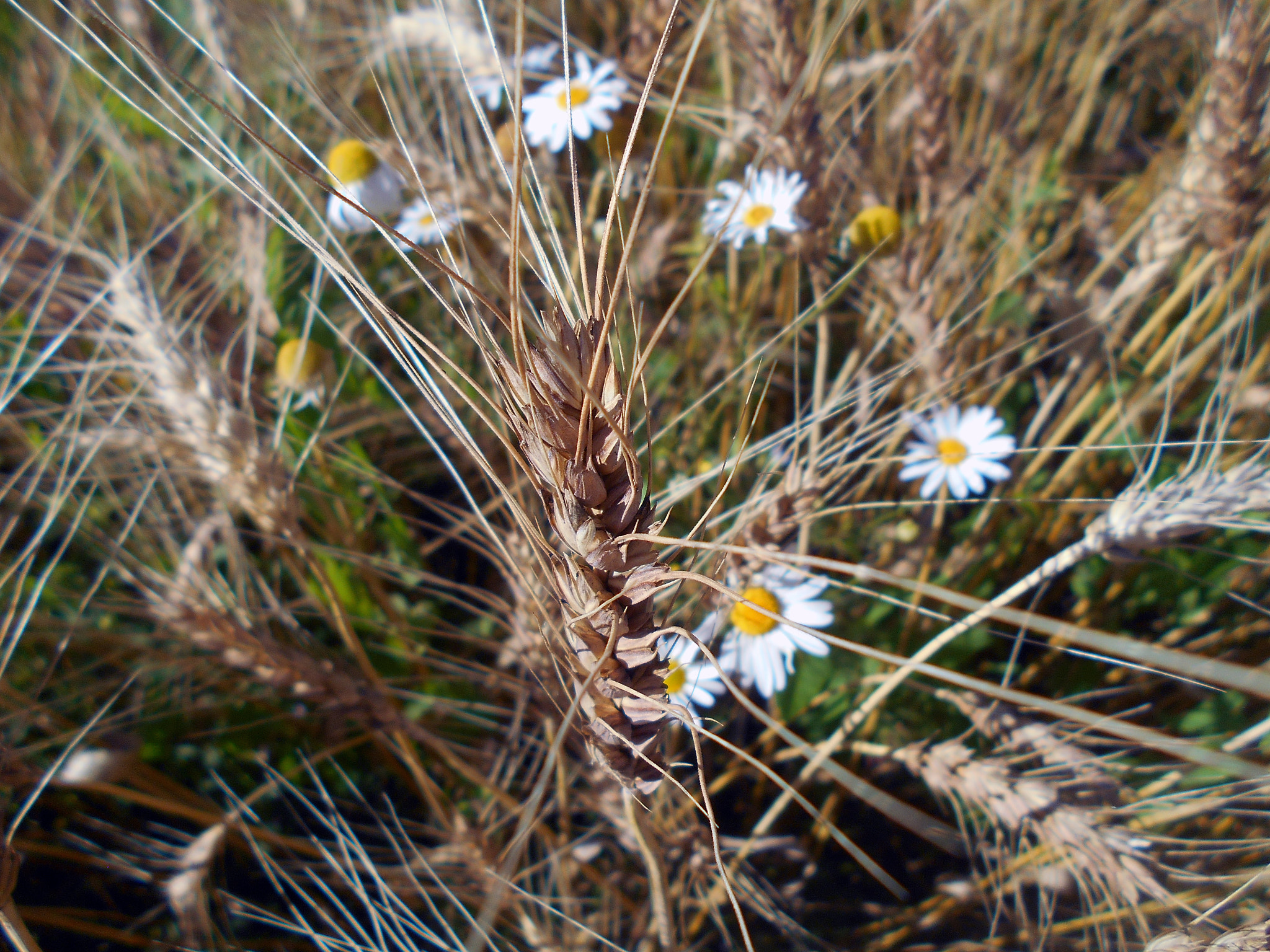 Nikon COOLPIX L30 sample photo. Grain of love photography