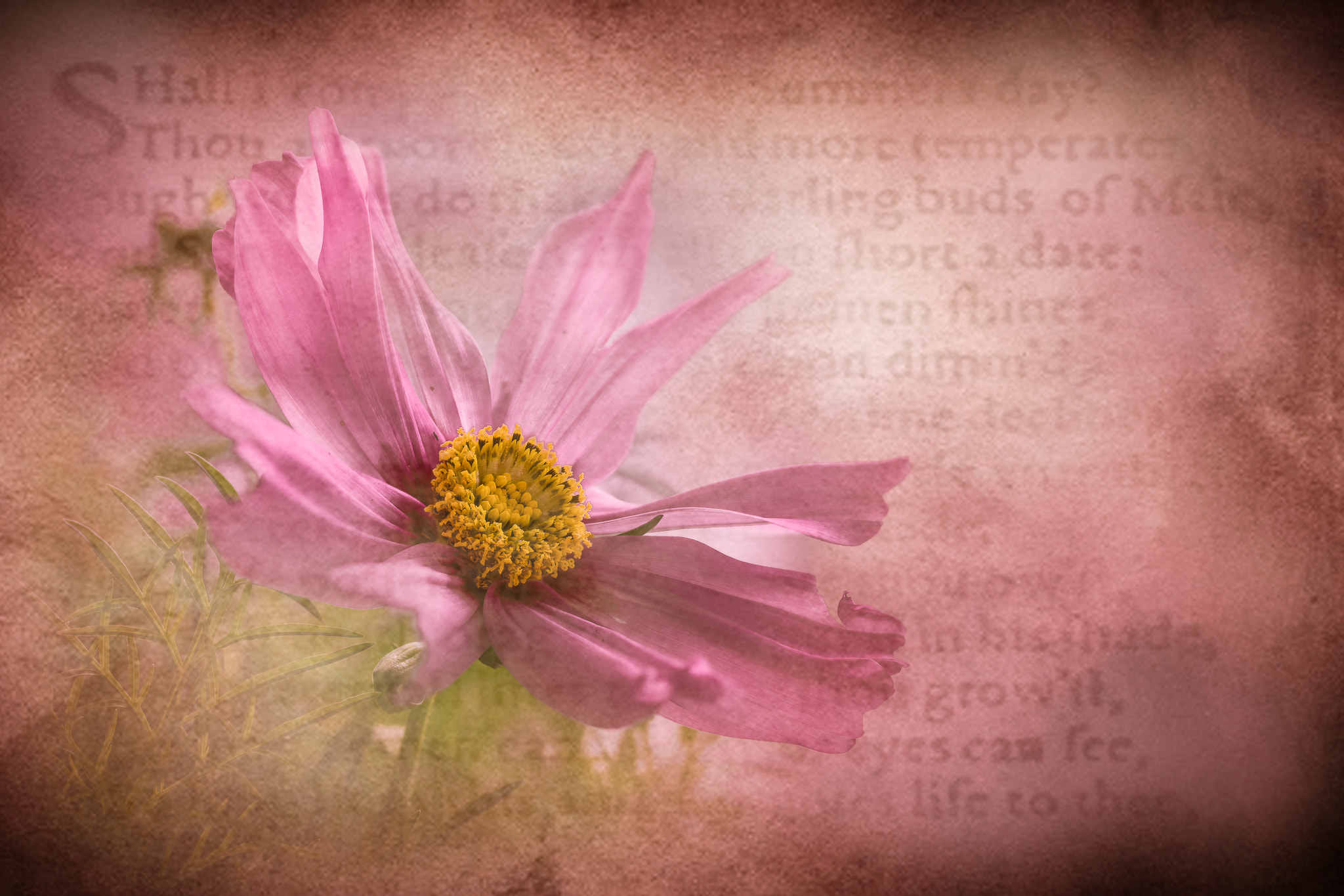100mm F2.8 G SSM OSS sample photo. ~sonnet xvii~ photography