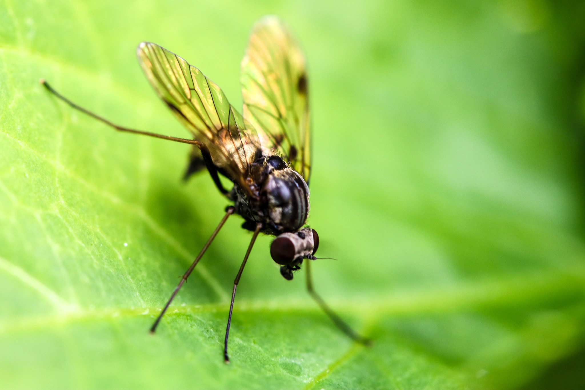 Canon EF-S 60mm F2.8 Macro USM sample photo. Untitled photography