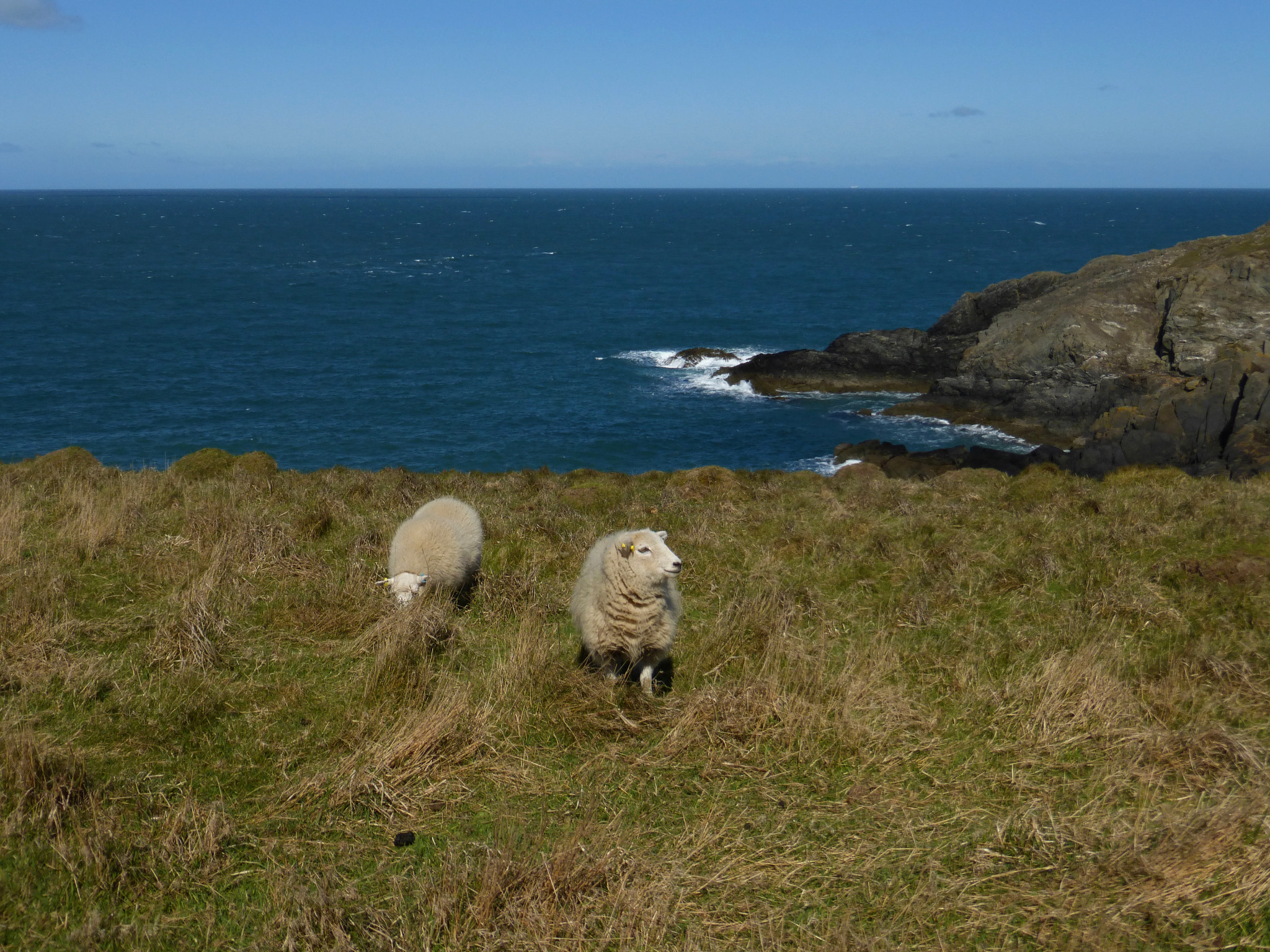 Panasonic DMC-TZ36 sample photo. Pembrokeshire sheep ii photography