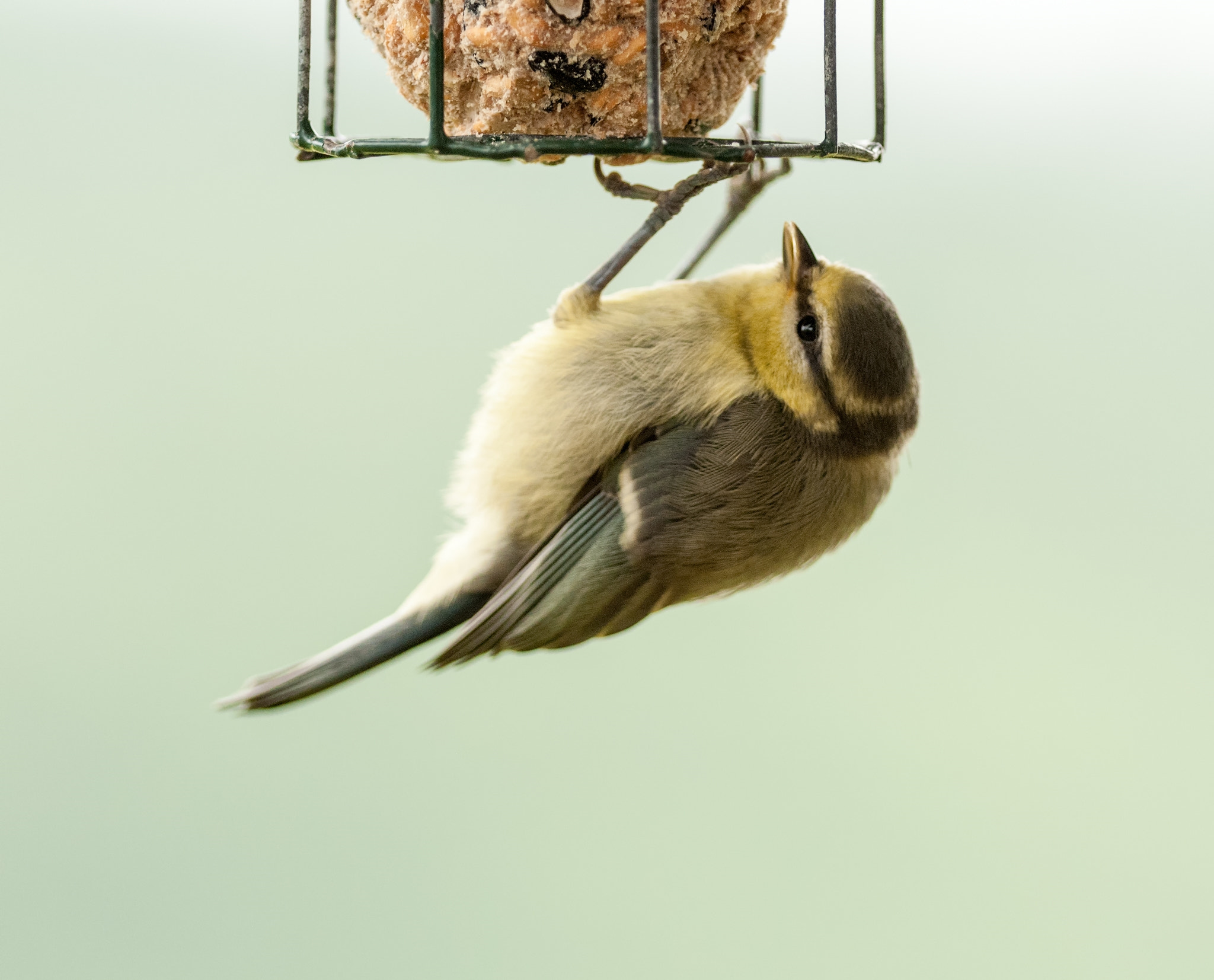 Nikon D300 + Nikon AF-S Nikkor 300mm F4D ED-IF sample photo. Blue tit photography