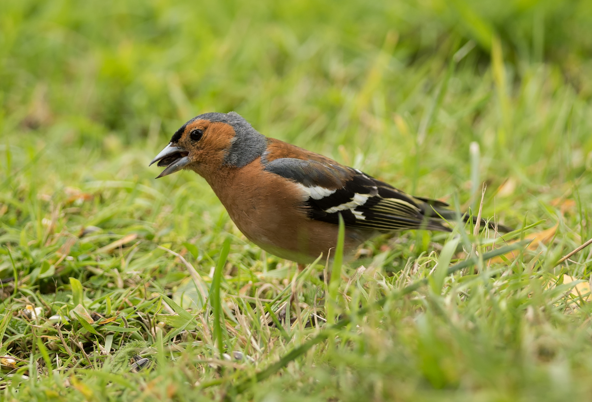 Nikon D810 + Nikon AF-S Nikkor 300mm F4D ED-IF sample photo. Chaffinch (fringilla coelebs) photography