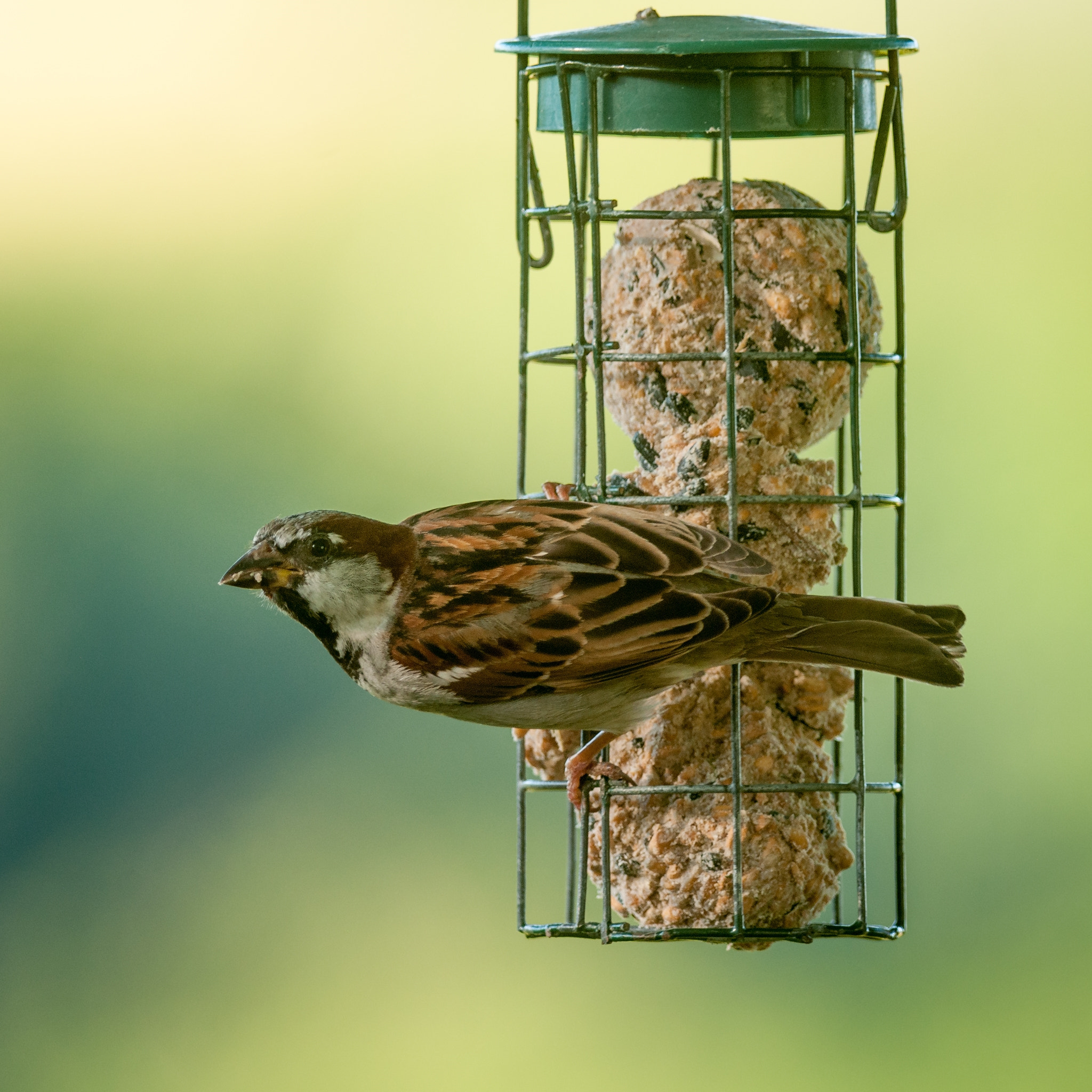 Nikon D300 + Nikon AF-S Nikkor 300mm F4D ED-IF sample photo. House sparrow (passer domesticus) photography