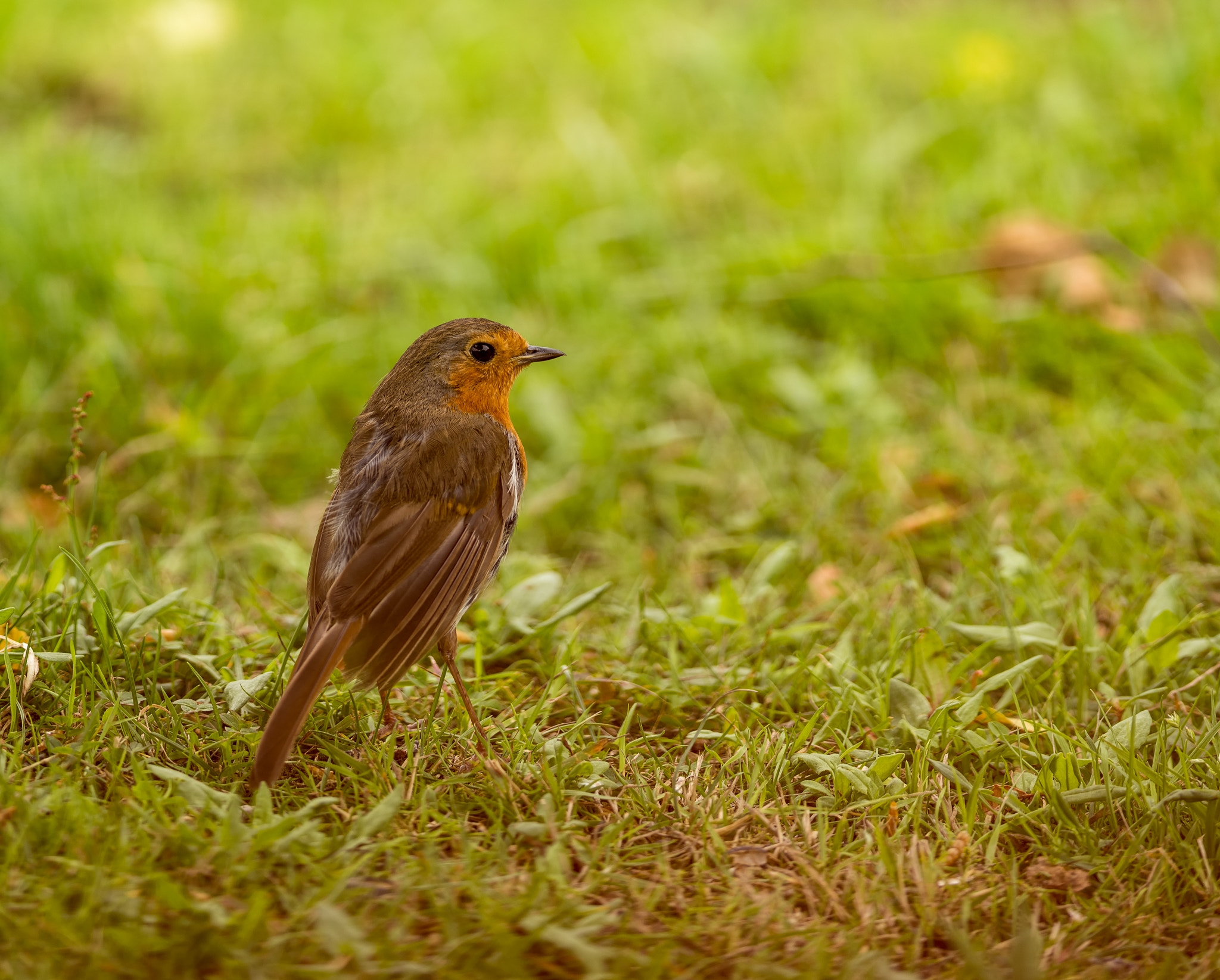 Nikon D810 + Nikon AF-S Nikkor 300mm F4D ED-IF sample photo. Robin (erithacus rubecula) photography