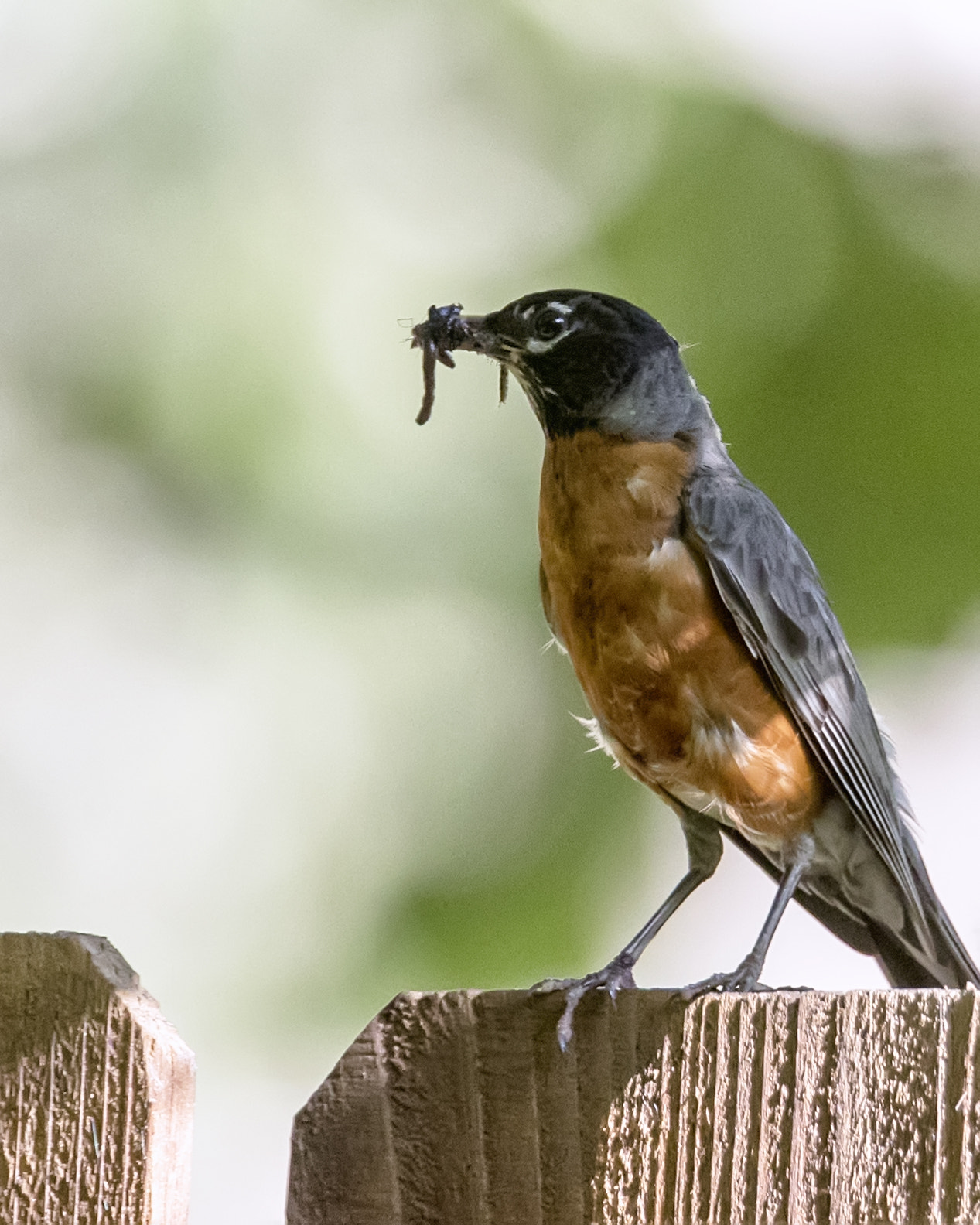 Canon EF 300mm F2.8L IS II USM sample photo. Breakfast time photography
