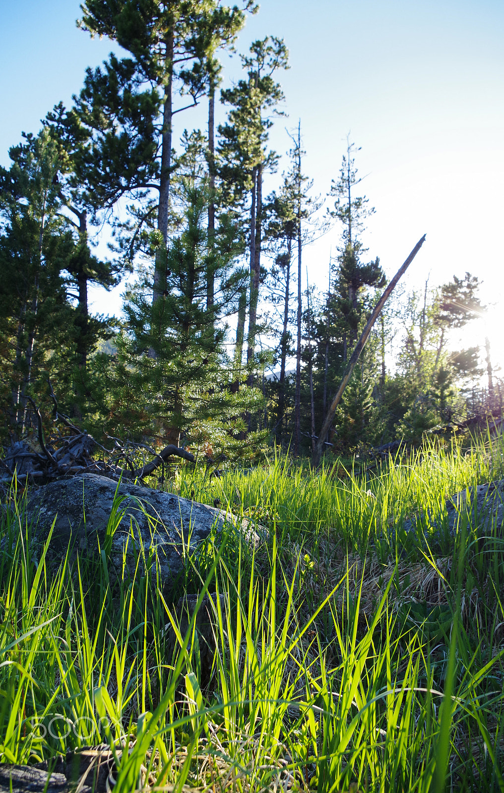 Pentax K-S2 sample photo. Sunset in the forest photography