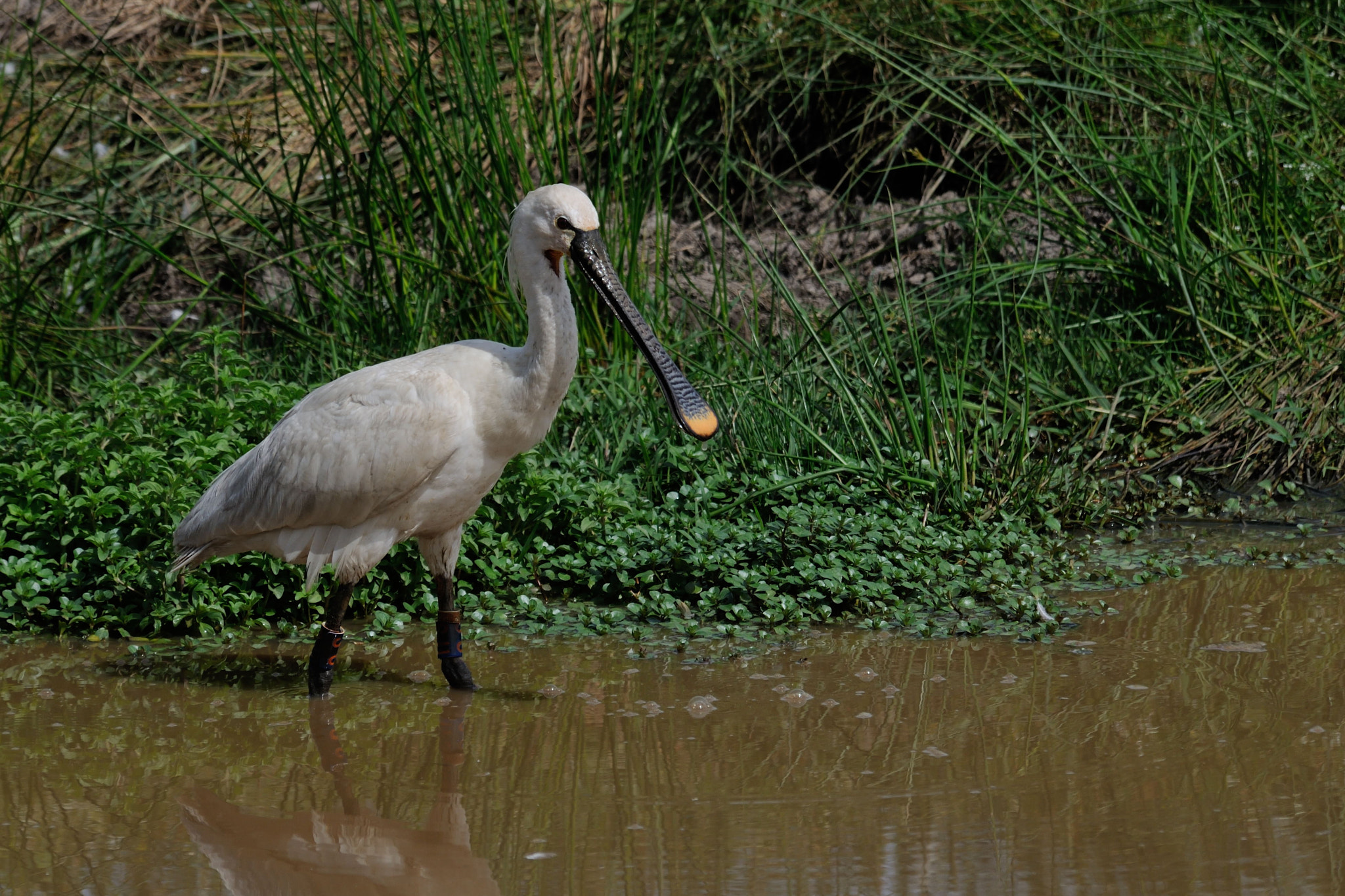 Nikon D300S sample photo. White photography