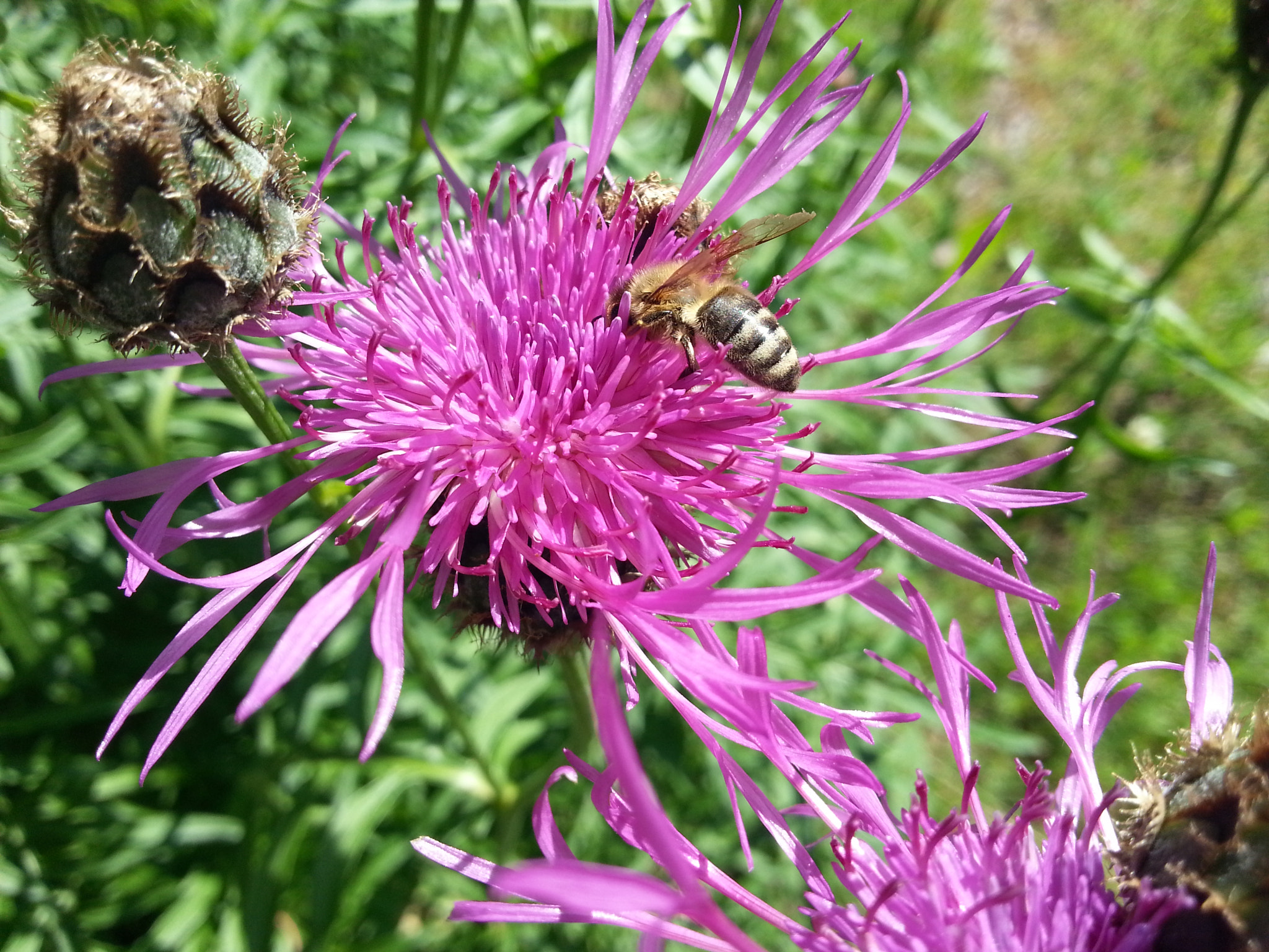 Samsung GT-I8750 sample photo. Bee looking for nectar photography