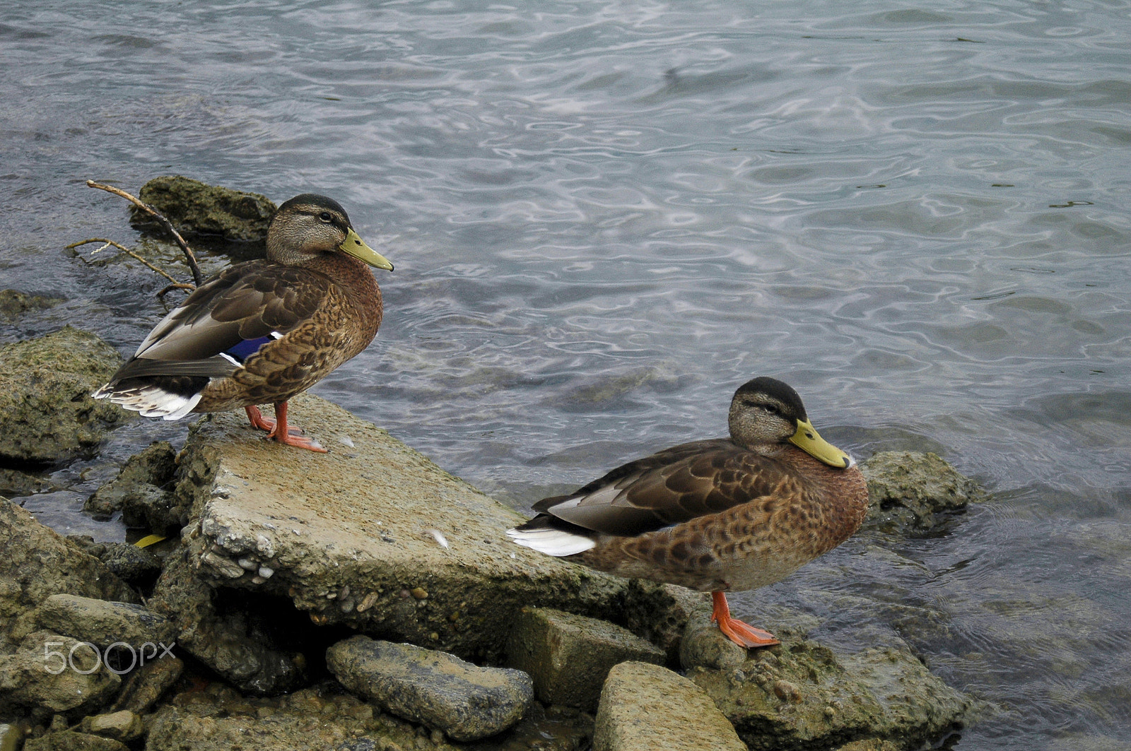 AF Zoom-Nikkor 28-80mm f/3.3-5.6G sample photo. Ducks on the shore of the danube photography