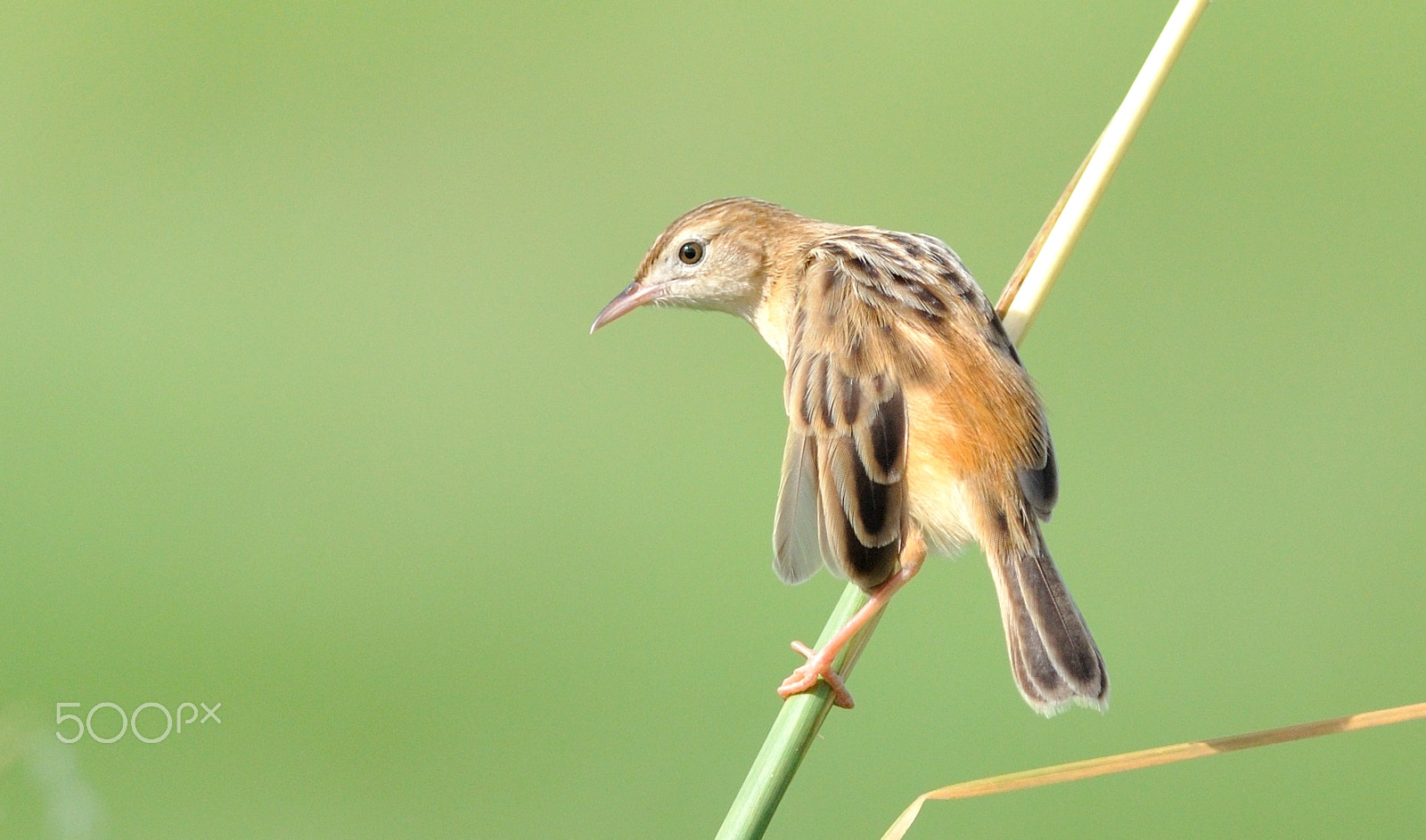 Nikon D5000 + Nikon AF-S Nikkor 300mm F4D ED-IF sample photo. Zitting cisticola.jpg photography