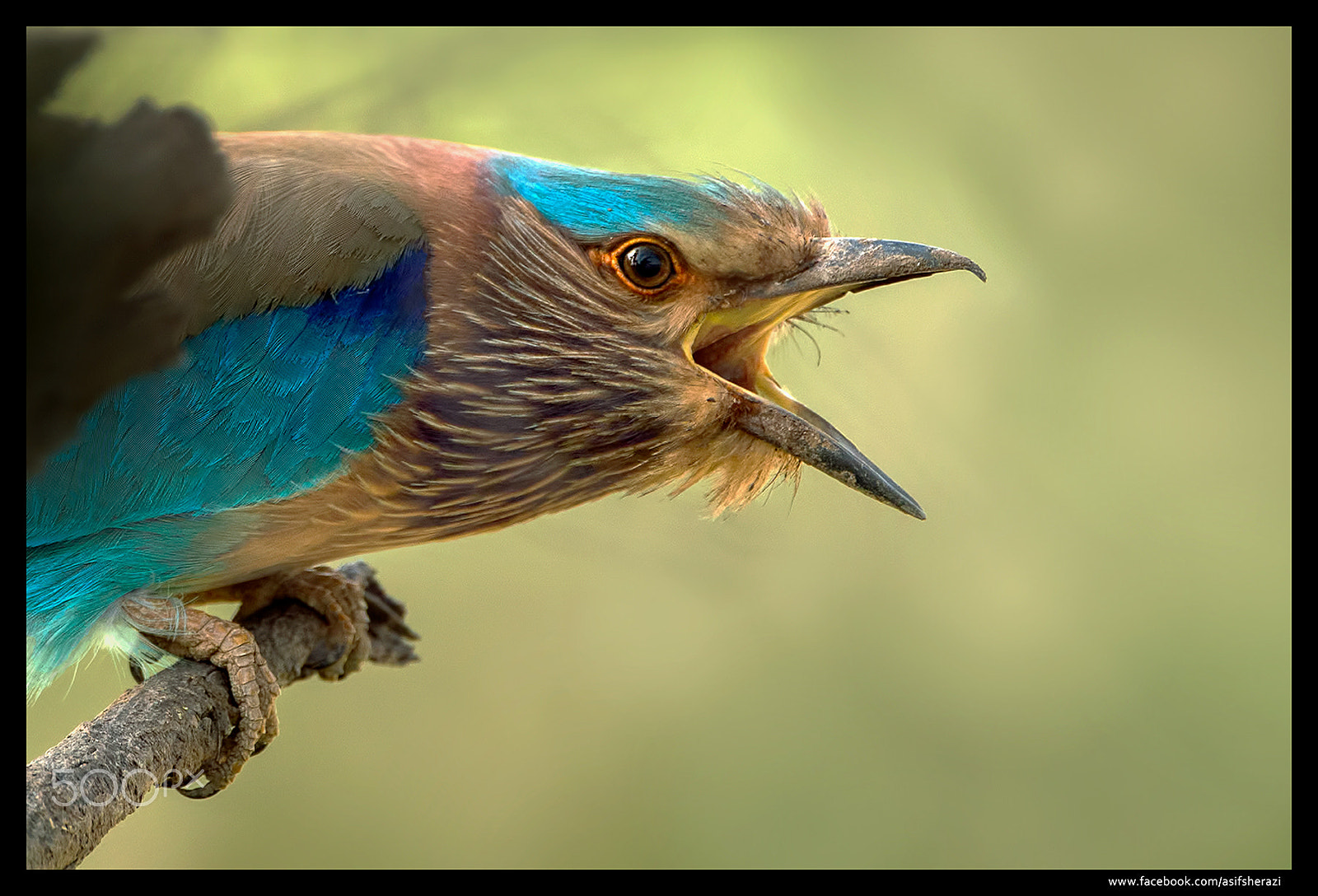 Nikon AF-S Nikkor 400mm F2.8G ED VR II sample photo. Beauty of the nature photography
