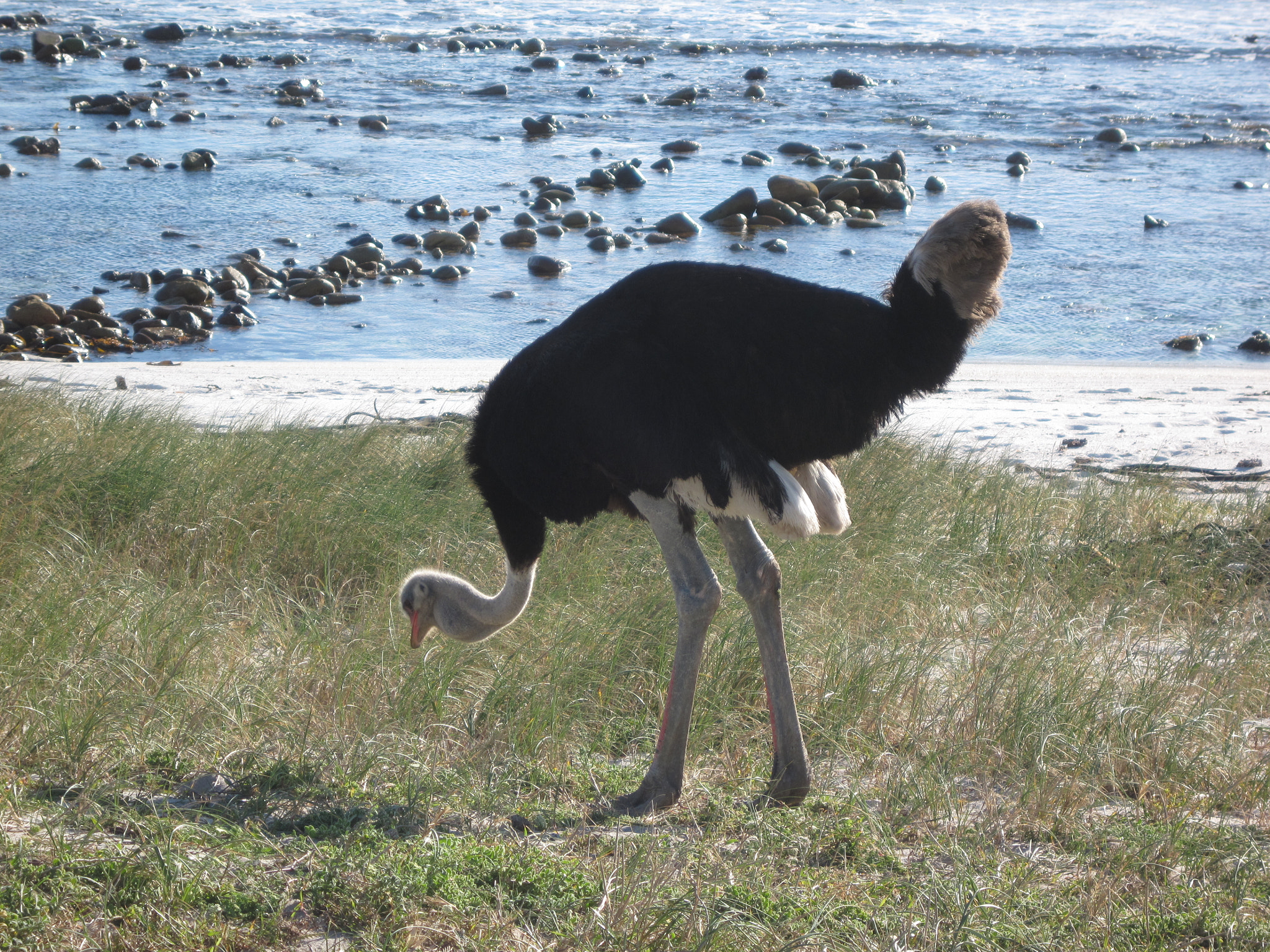 Canon PowerShot SD990 IS (Digital IXUS 980 IS / IXY Digital 3000 IS) sample photo. Ostrich photography