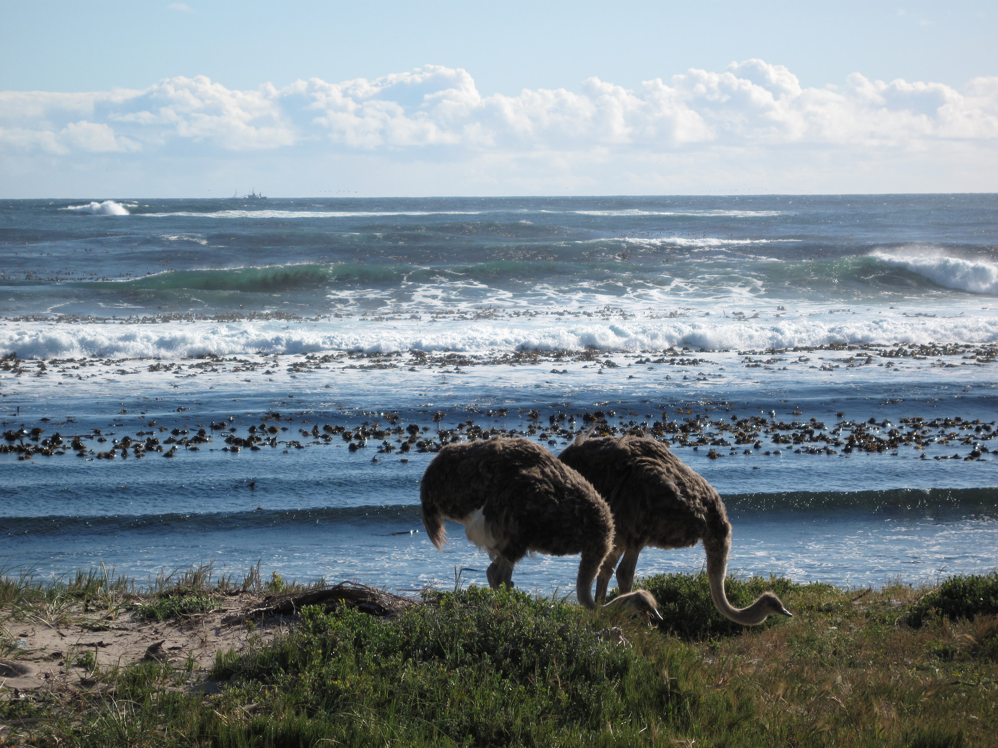 Canon PowerShot SD990 IS (Digital IXUS 980 IS / IXY Digital 3000 IS) sample photo. Ostrich photography