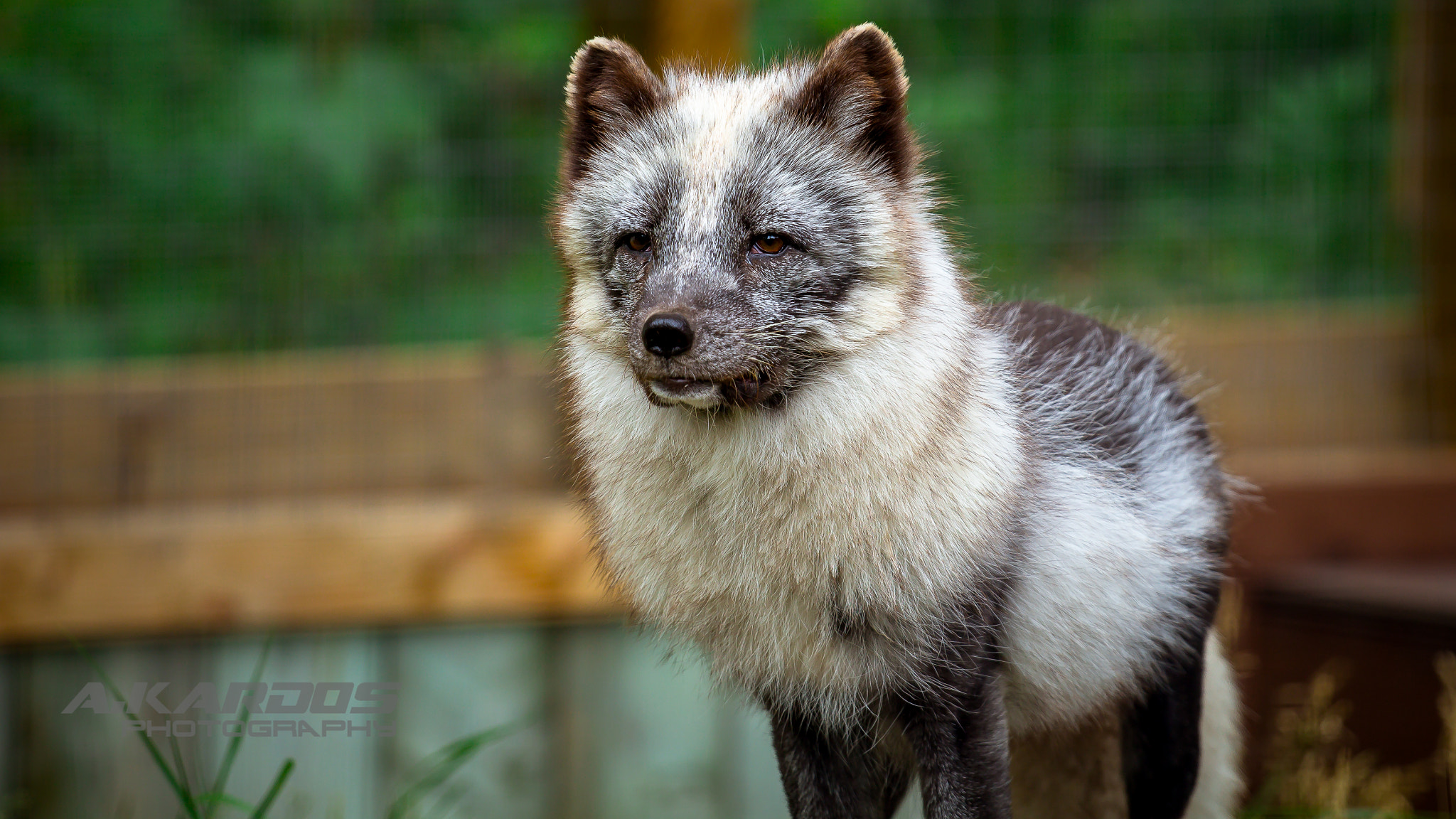 Canon EOS 700D (EOS Rebel T5i / EOS Kiss X7i) + Canon EF 70-200mm F4L USM sample photo. Arctic fox 2 - zoo ecomuseum - montreal (2016) photography