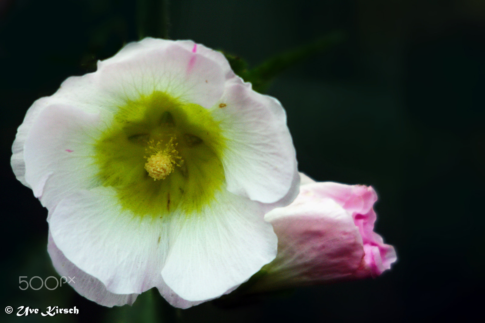 Sigma 150-500mm F5-6.3 DG OS HSM sample photo. Hollyhock photography
