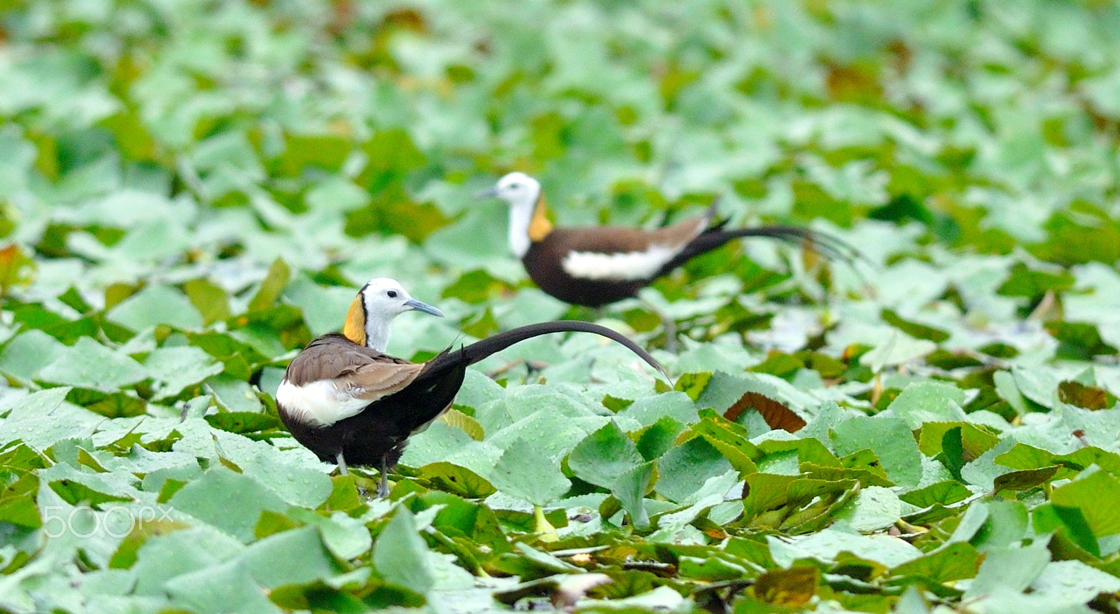 Nikon D5000 + Nikon AF-S Nikkor 300mm F4D ED-IF sample photo. Pheasant tailed jacana.jpg photography