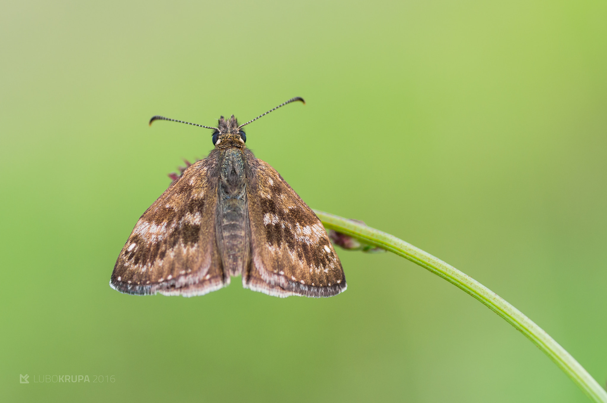 Pentax K-r + Tamron SP AF 90mm F2.8 Di Macro sample photo. Erynnis tages photography