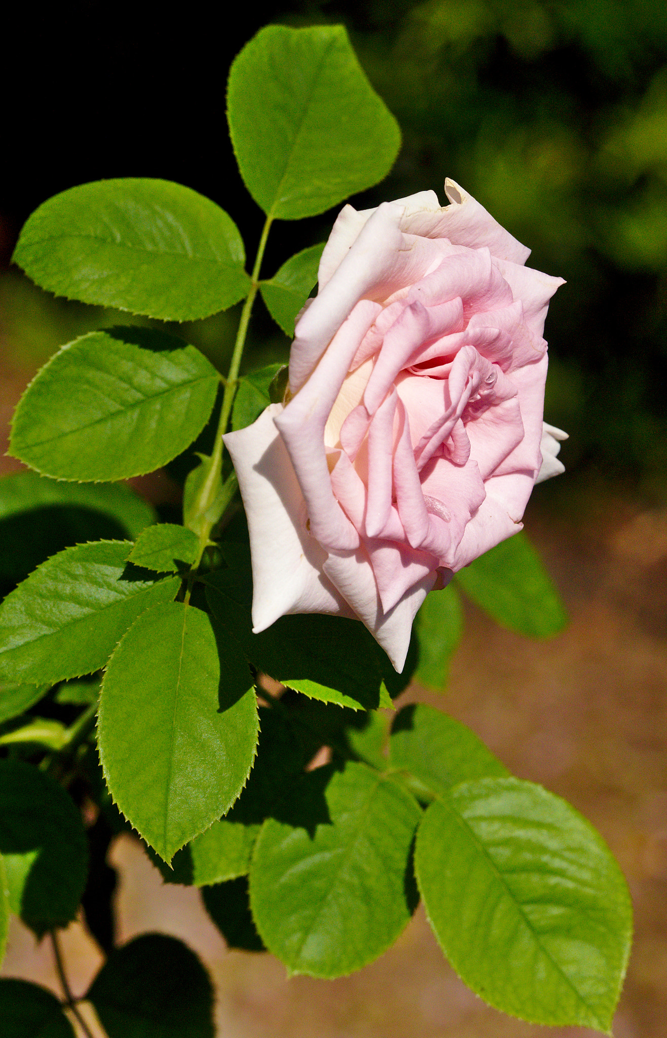 Manual Lens No CPU sample photo. "moonstone" - a hybrid tea rose photography