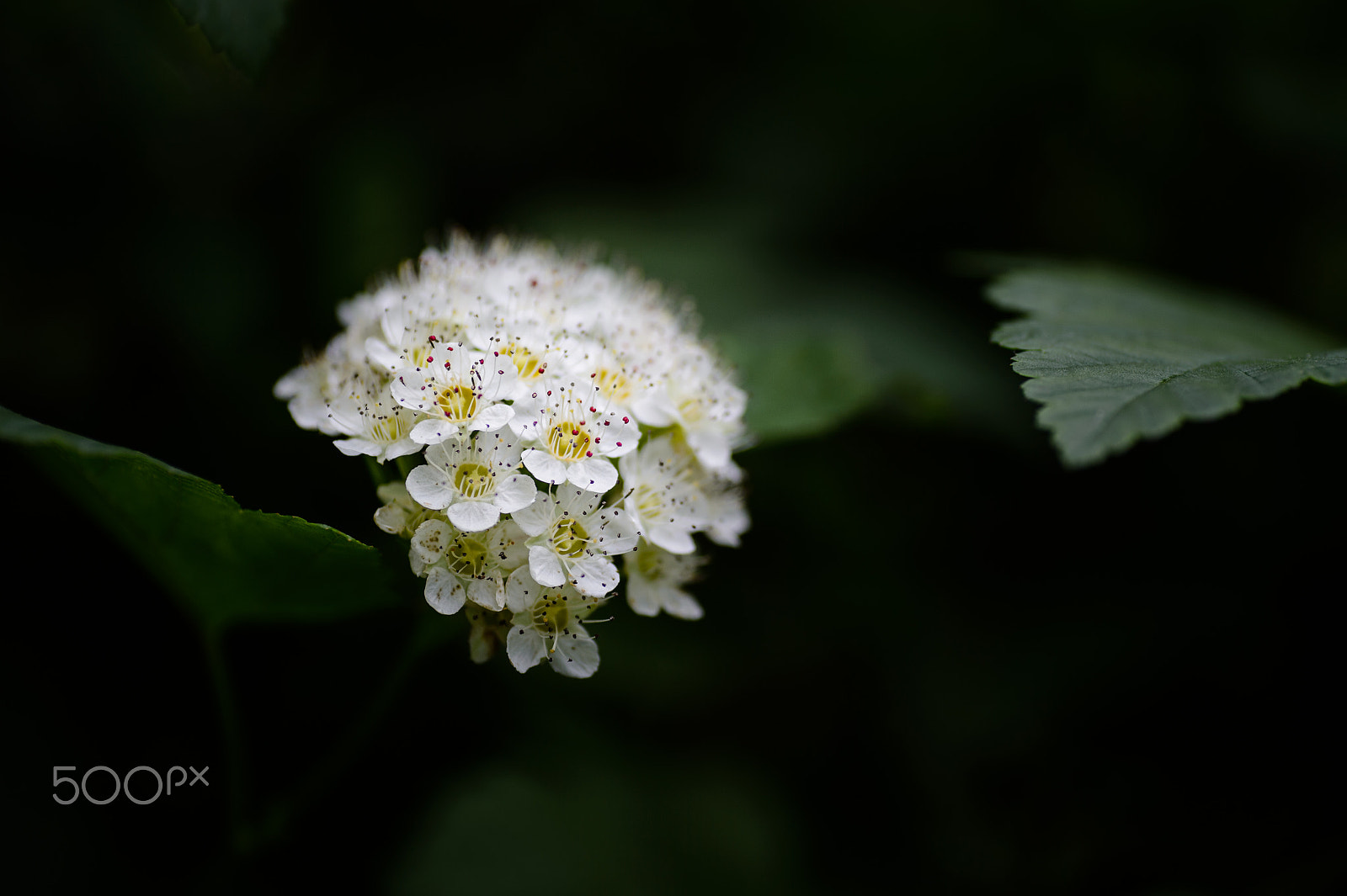 Nikon Df sample photo. Delicate photography