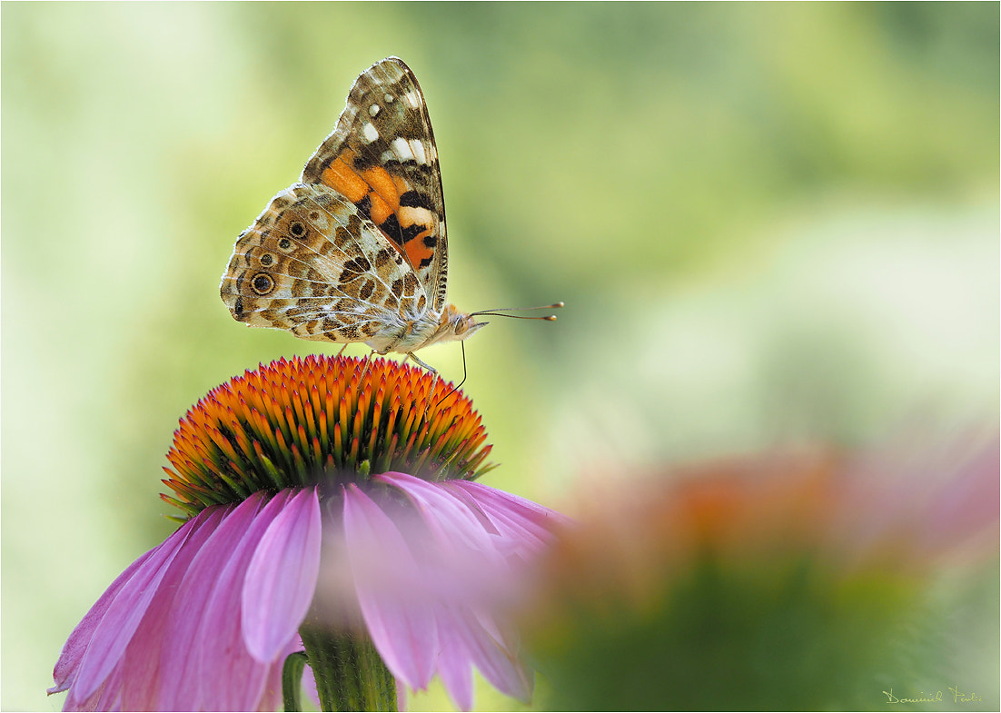 Olympus PEN E-PL7 sample photo. Butterfly's life photography