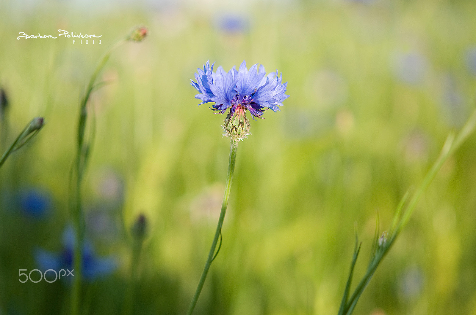 Nikon AF-S Micro-Nikkor 60mm F2.8G ED sample photo. Blue elegance photography