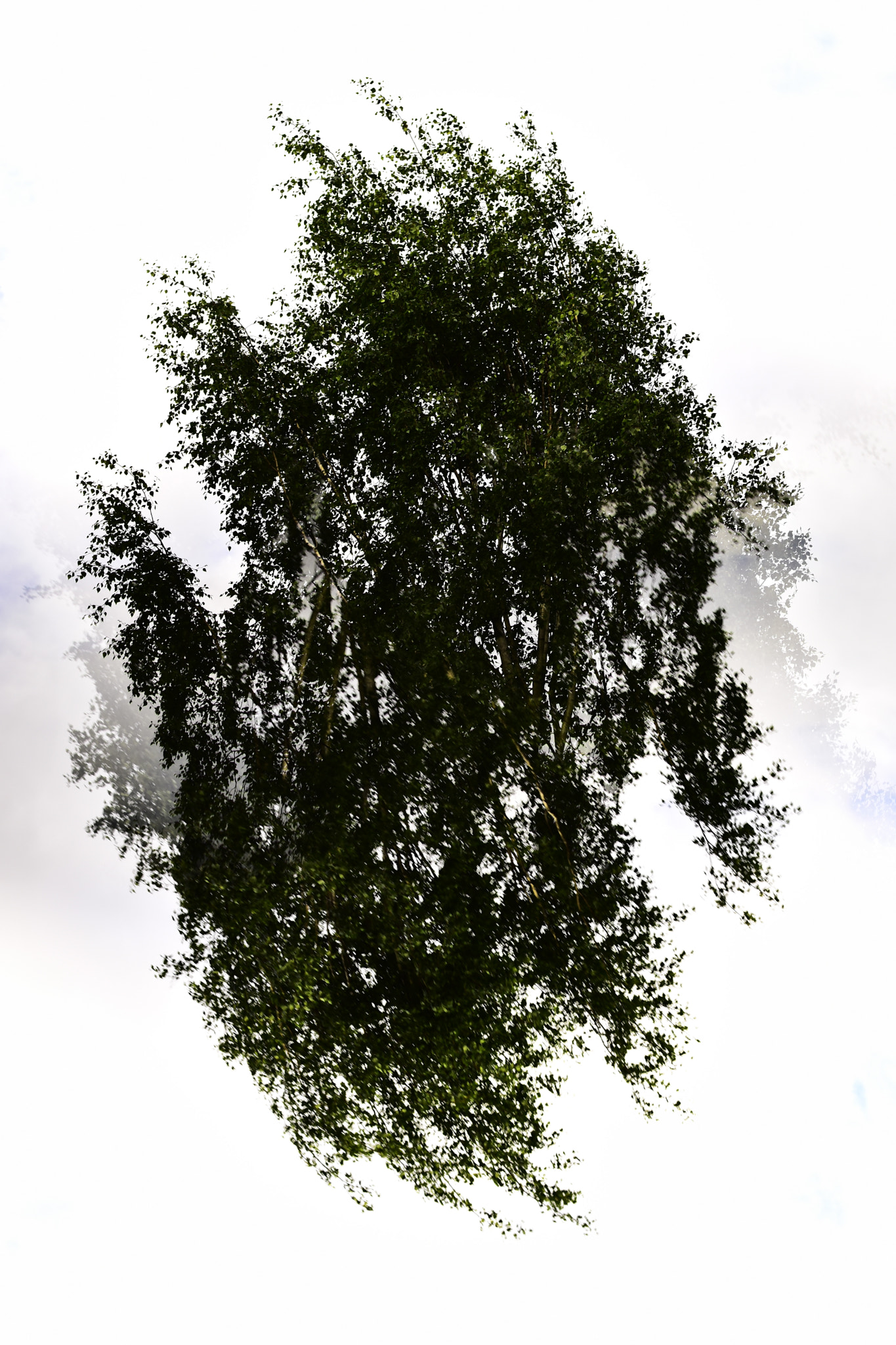 Nikon D7200 + Nikon AF Nikkor 50mm F1.4D sample photo. "tree-side-down" photography