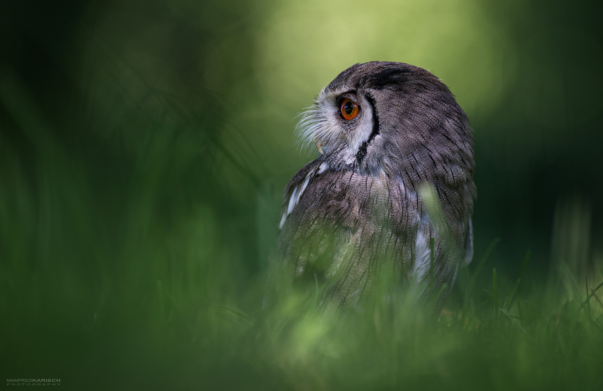 Canon EF 200mm F2.8L II USM sample photo. Gandalf photography