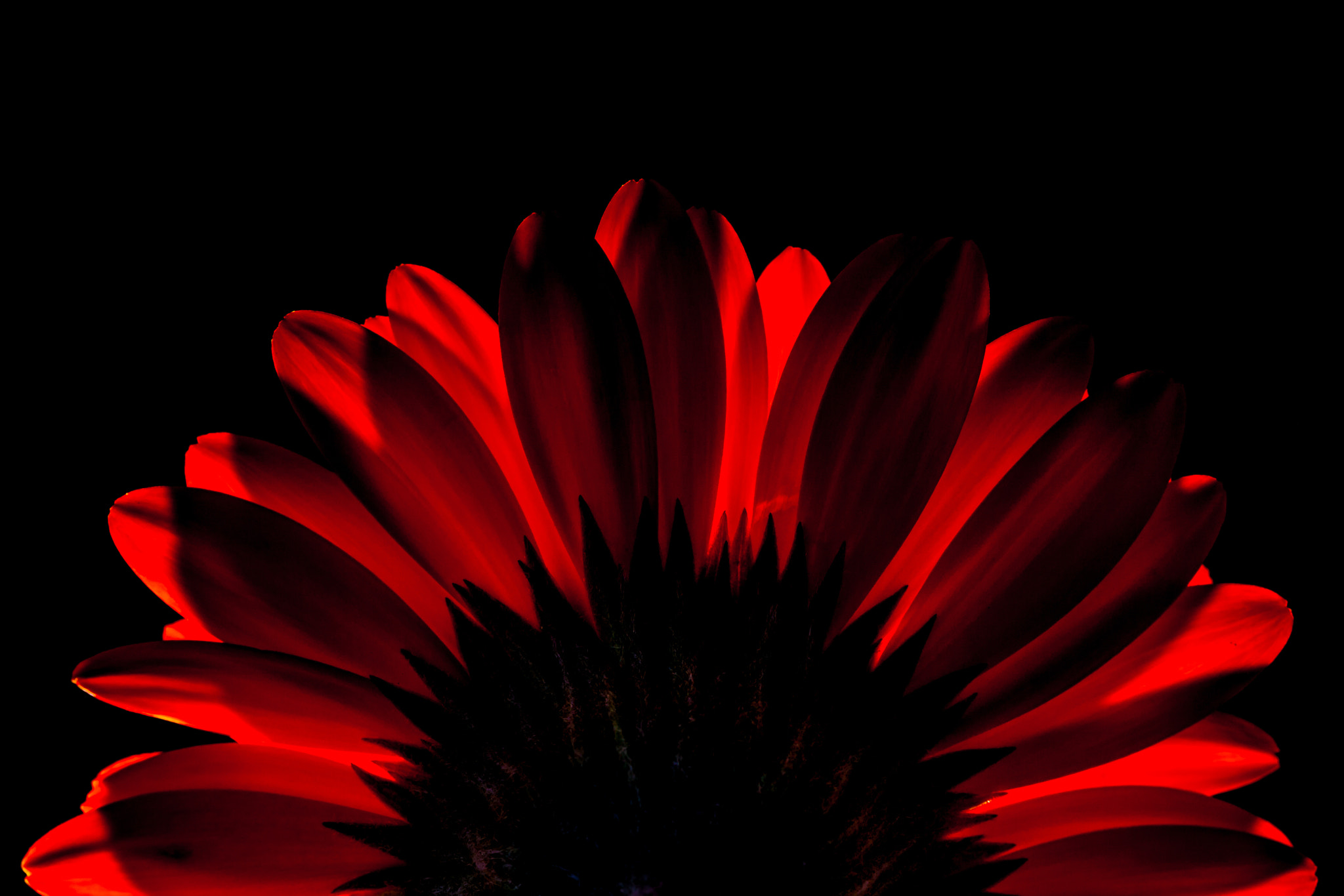 Canon EOS 1000D (EOS Digital Rebel XS / EOS Kiss F) sample photo. "on fire..." photography