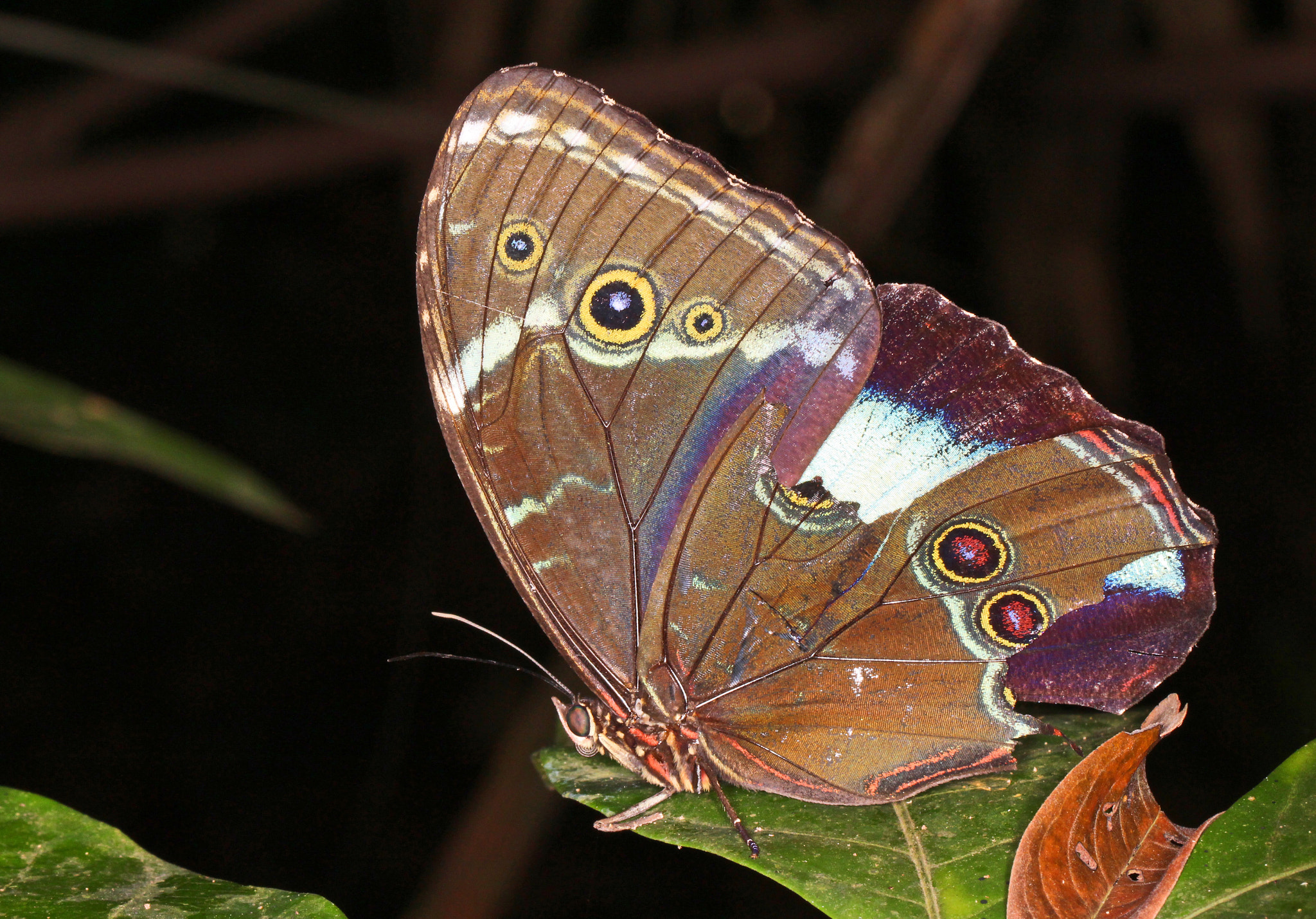 Canon EF 100mm F2.8L Macro IS USM sample photo. Borboleta azul photography