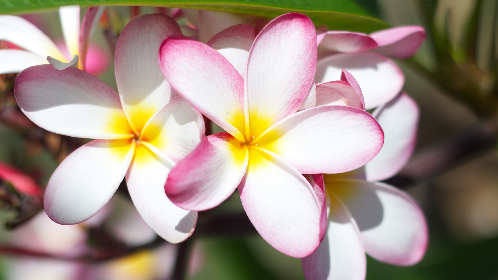 Canon EOS M + Canon EF 50mm F1.8 II sample photo. Flower photography