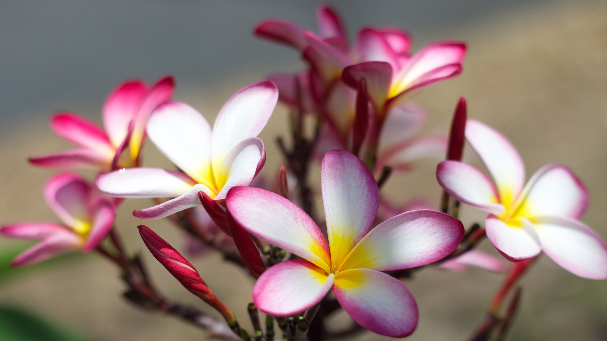 Canon EOS M + Canon EF 50mm F1.8 II sample photo. Flower photography