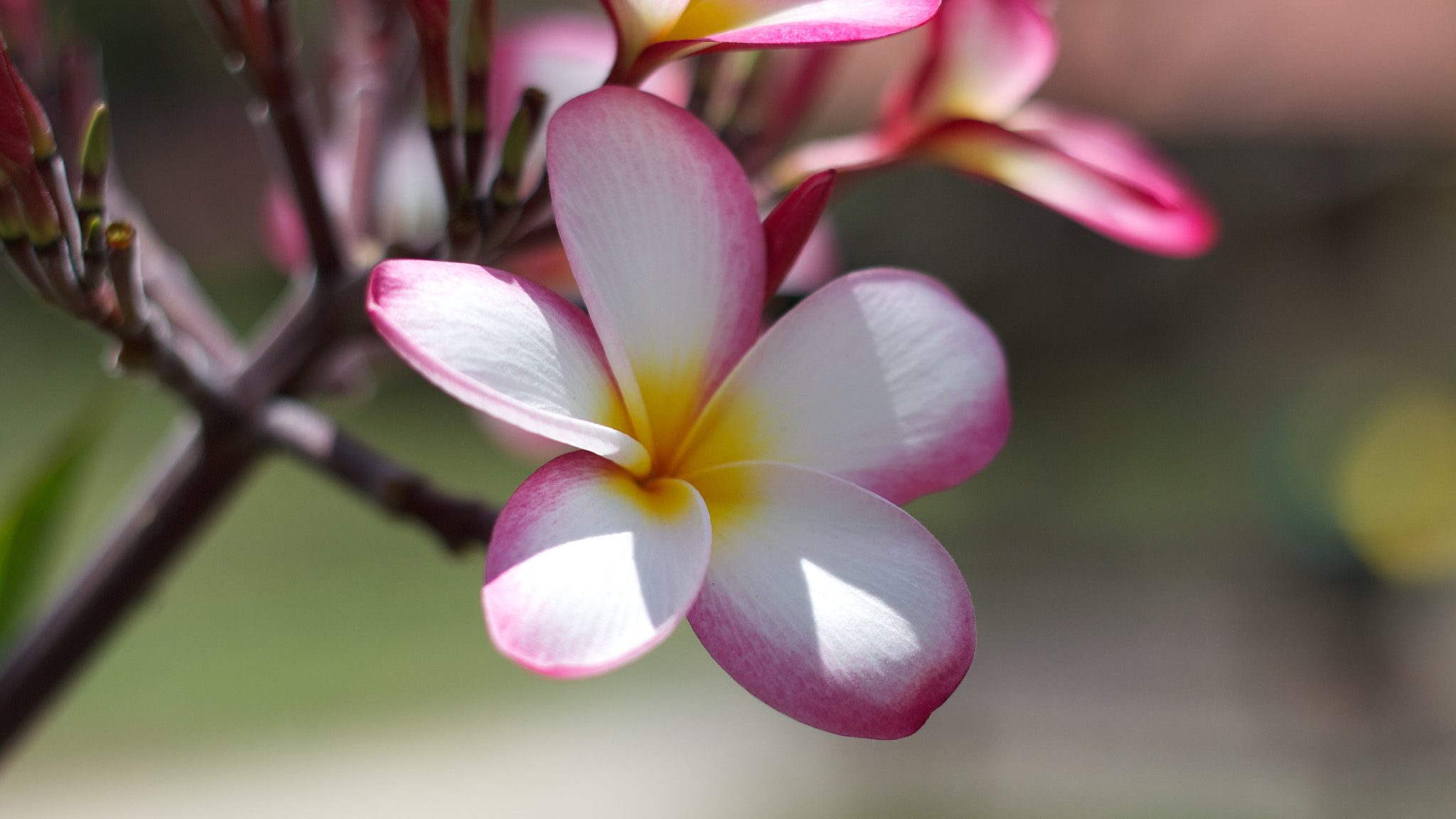 Canon EOS M + Canon EF 50mm F1.8 II sample photo. Flower photography