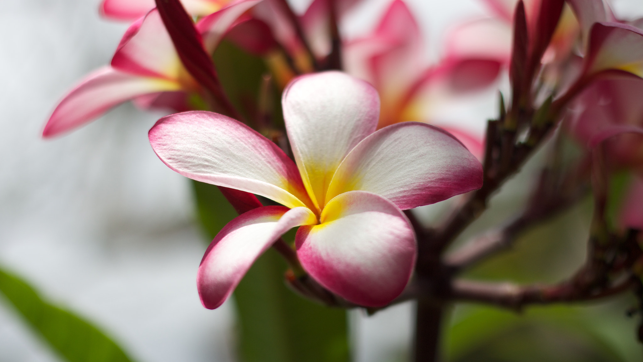 Canon EOS M + Canon EF 50mm F1.8 II sample photo. Flower photography