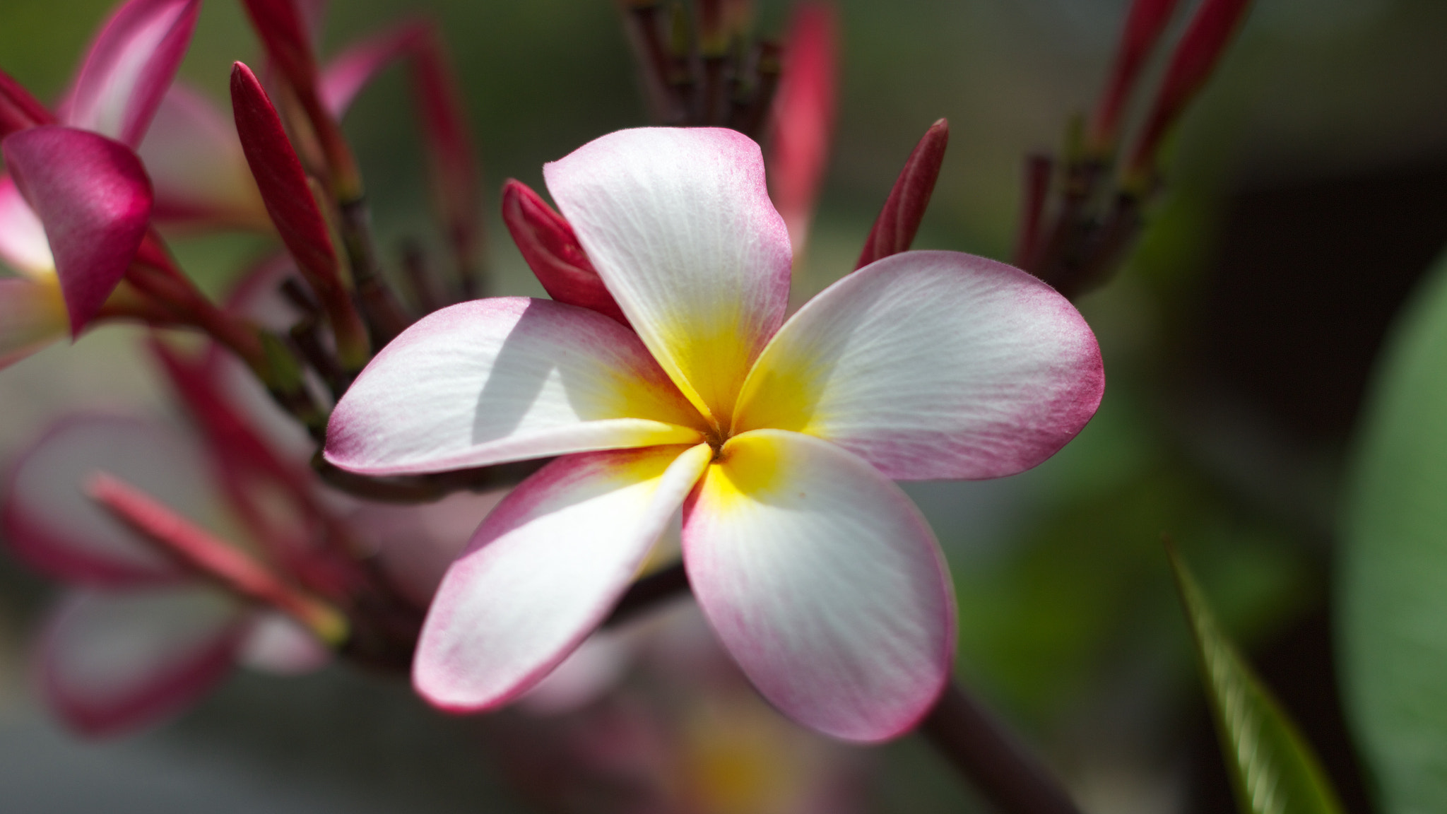 Canon EOS M + Canon EF 50mm F1.8 II sample photo. Flower photography