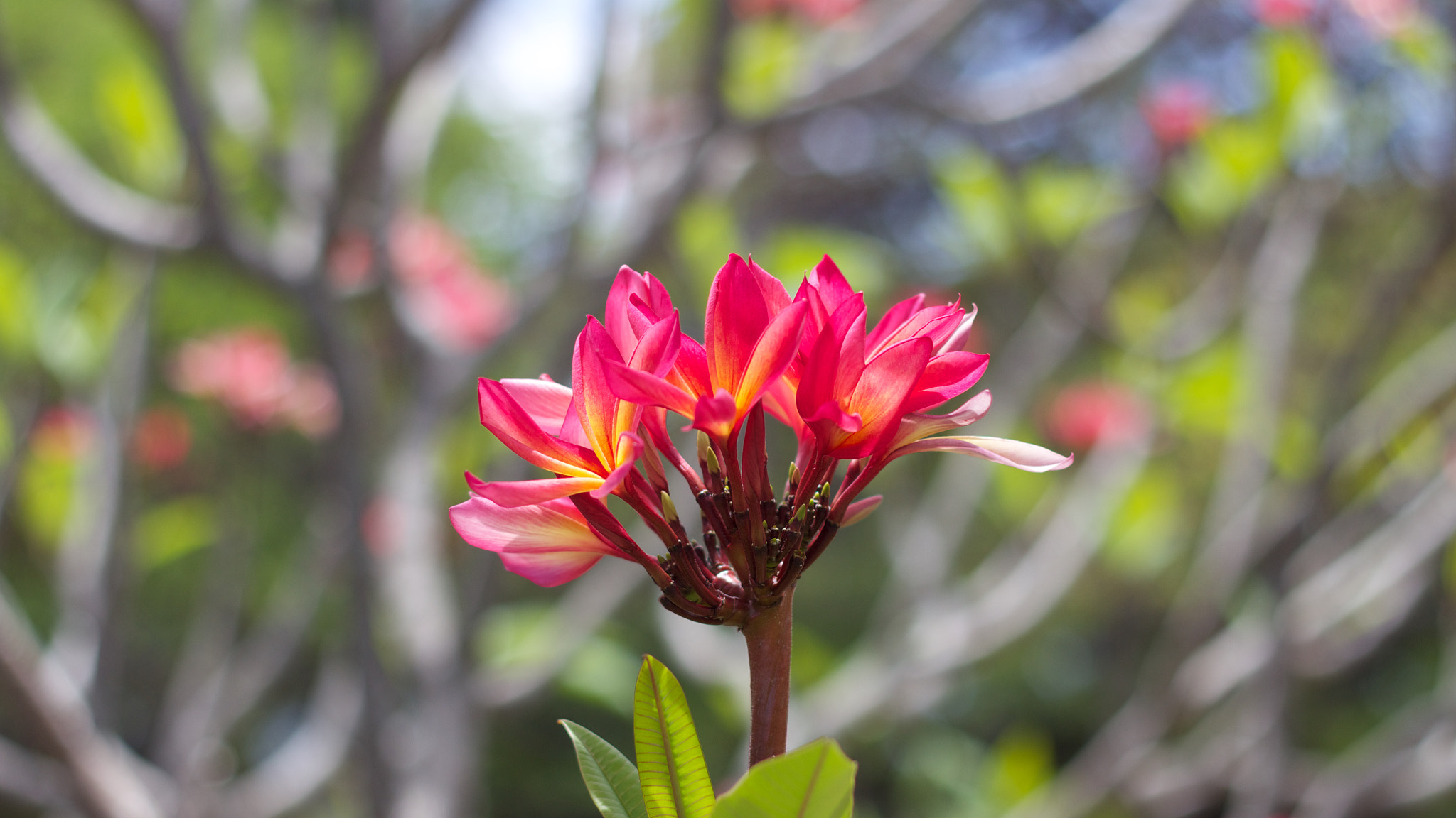 Canon EOS M + Canon EF 50mm F1.8 II sample photo. Flower photography