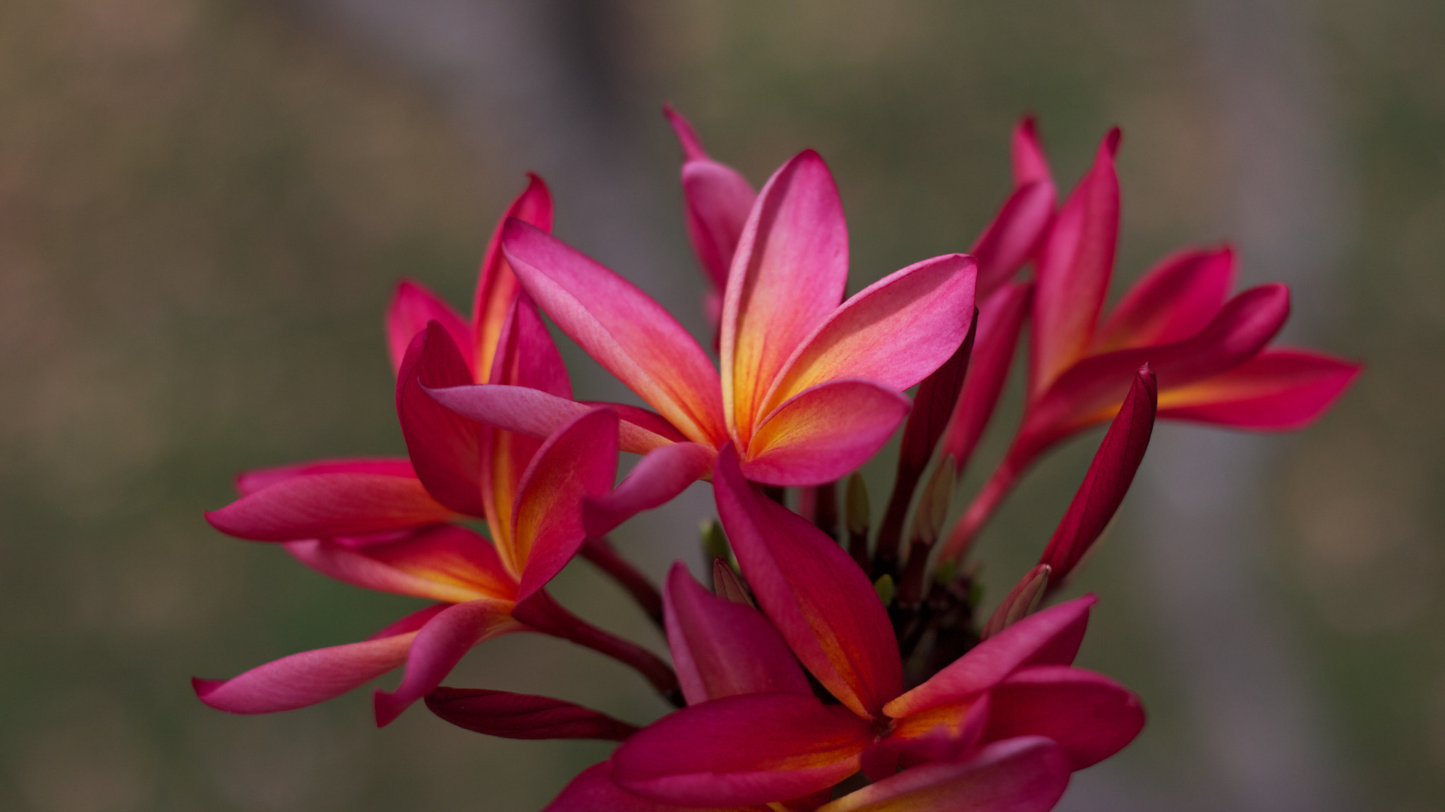 Canon EOS M + Canon EF 50mm F1.8 II sample photo. Flower photography