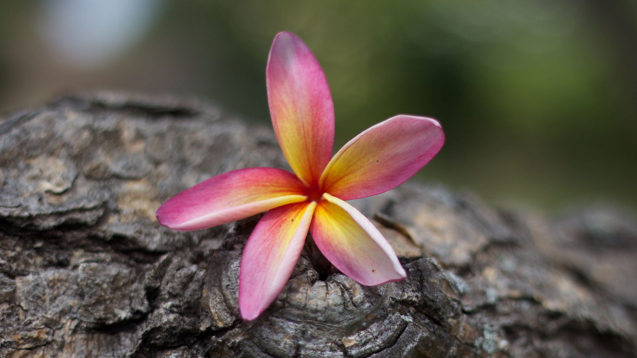 Canon EOS M + Canon EF 50mm F1.8 II sample photo. Flower photography