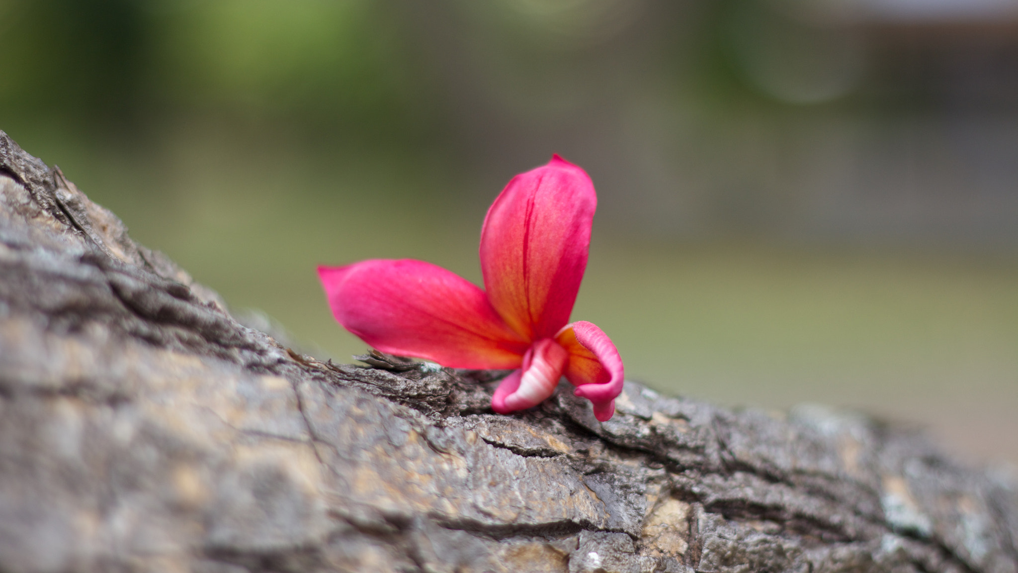 Canon EOS M + Canon EF 50mm F1.8 II sample photo. Flower photography