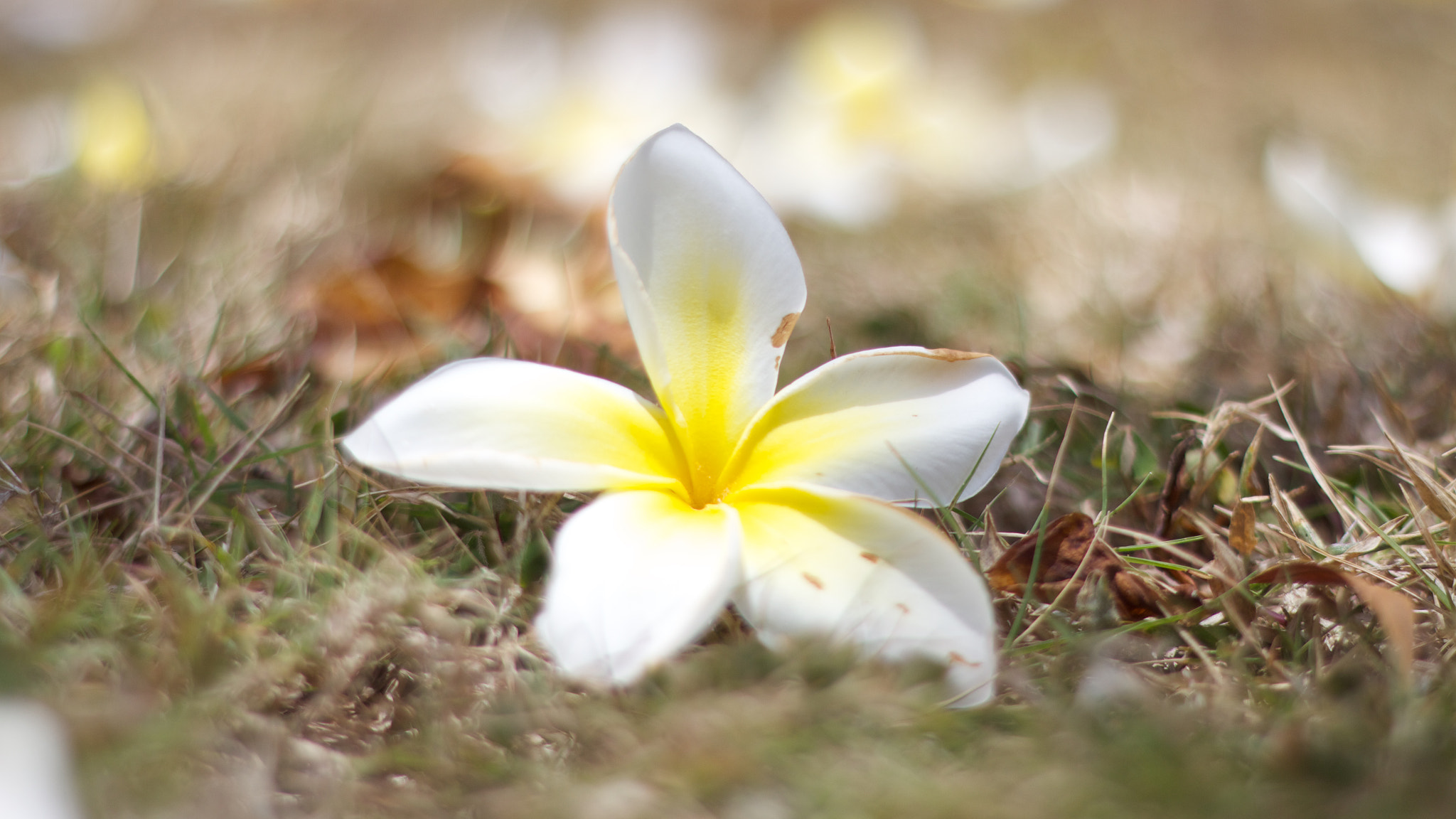 Canon EOS M + Canon EF 50mm F1.8 II sample photo. Flower photography