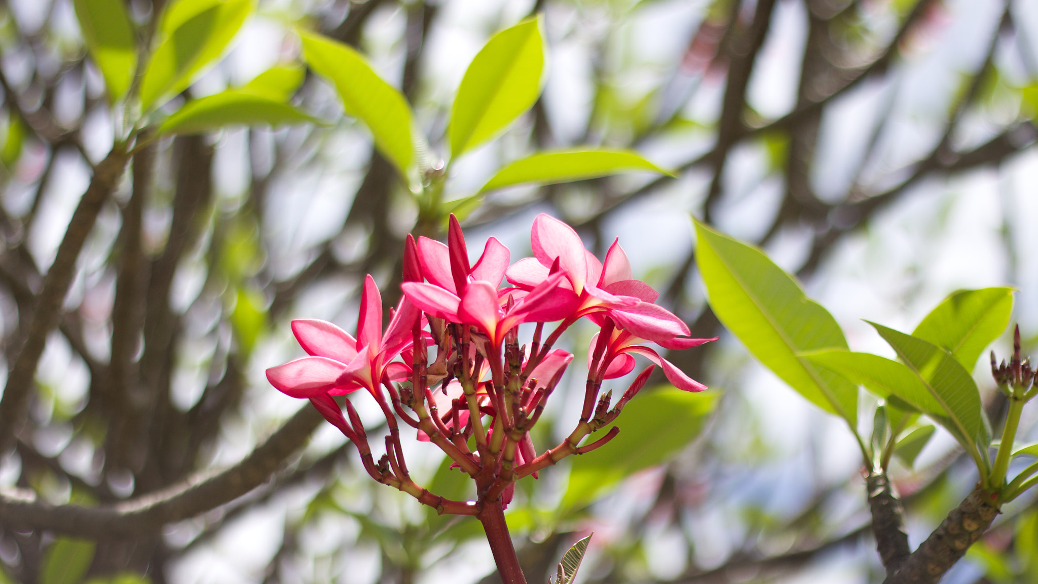 Canon EOS M + Canon EF 50mm F1.8 II sample photo. Flower photography