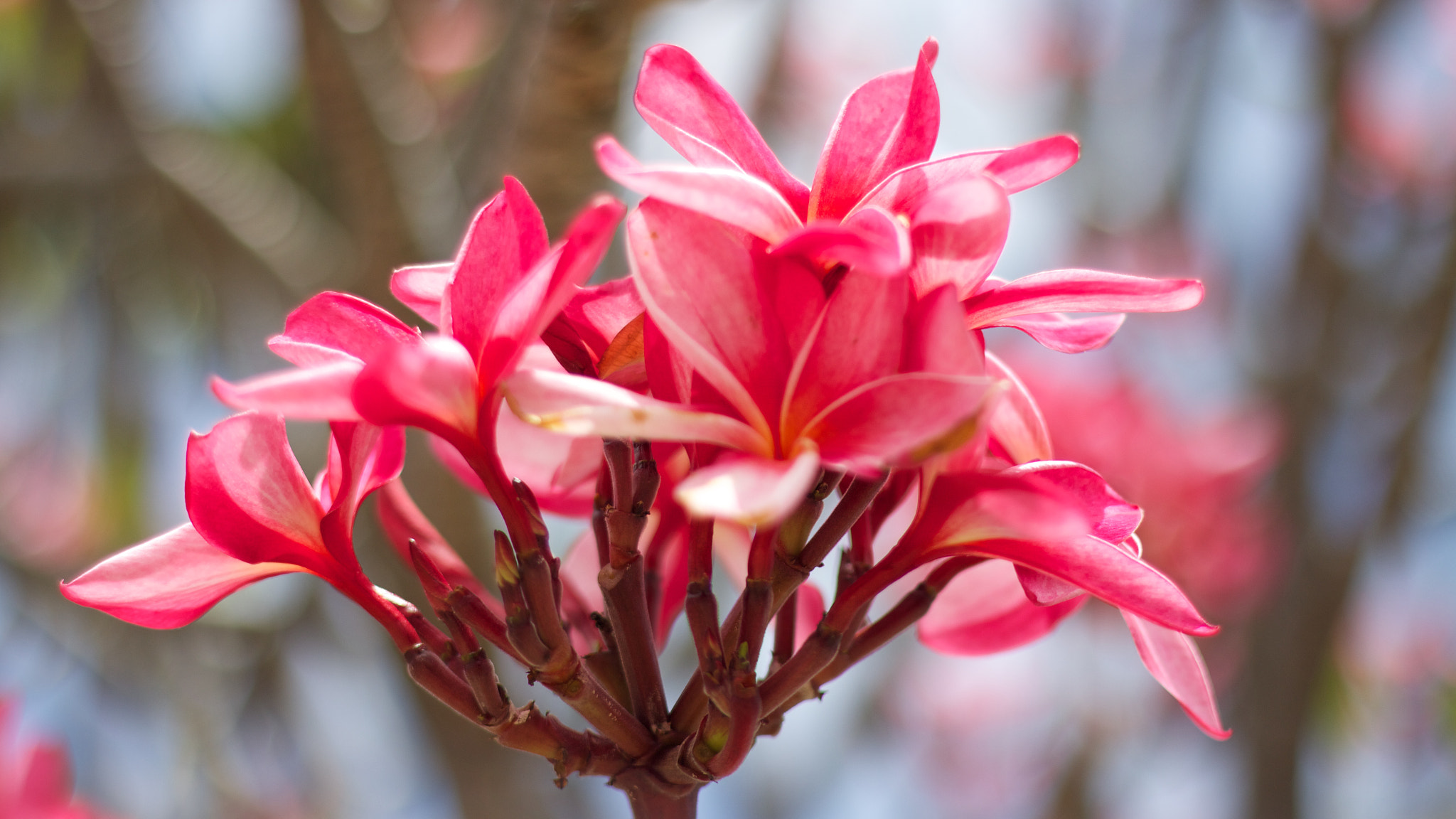 Canon EOS M + Canon EF 50mm F1.8 II sample photo. Flower photography