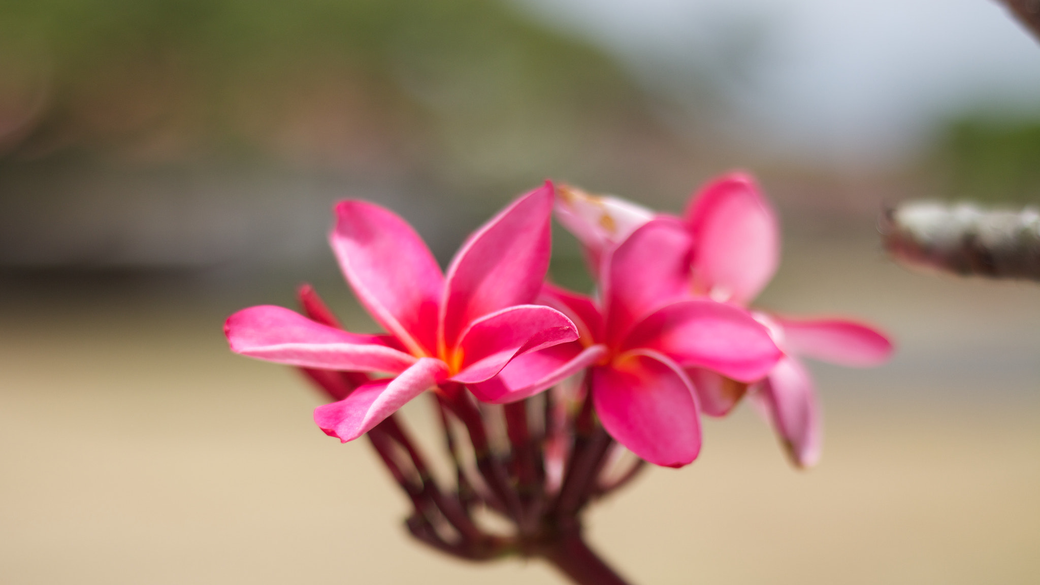 Canon EOS M + Canon EF 50mm F1.8 II sample photo. Flower photography